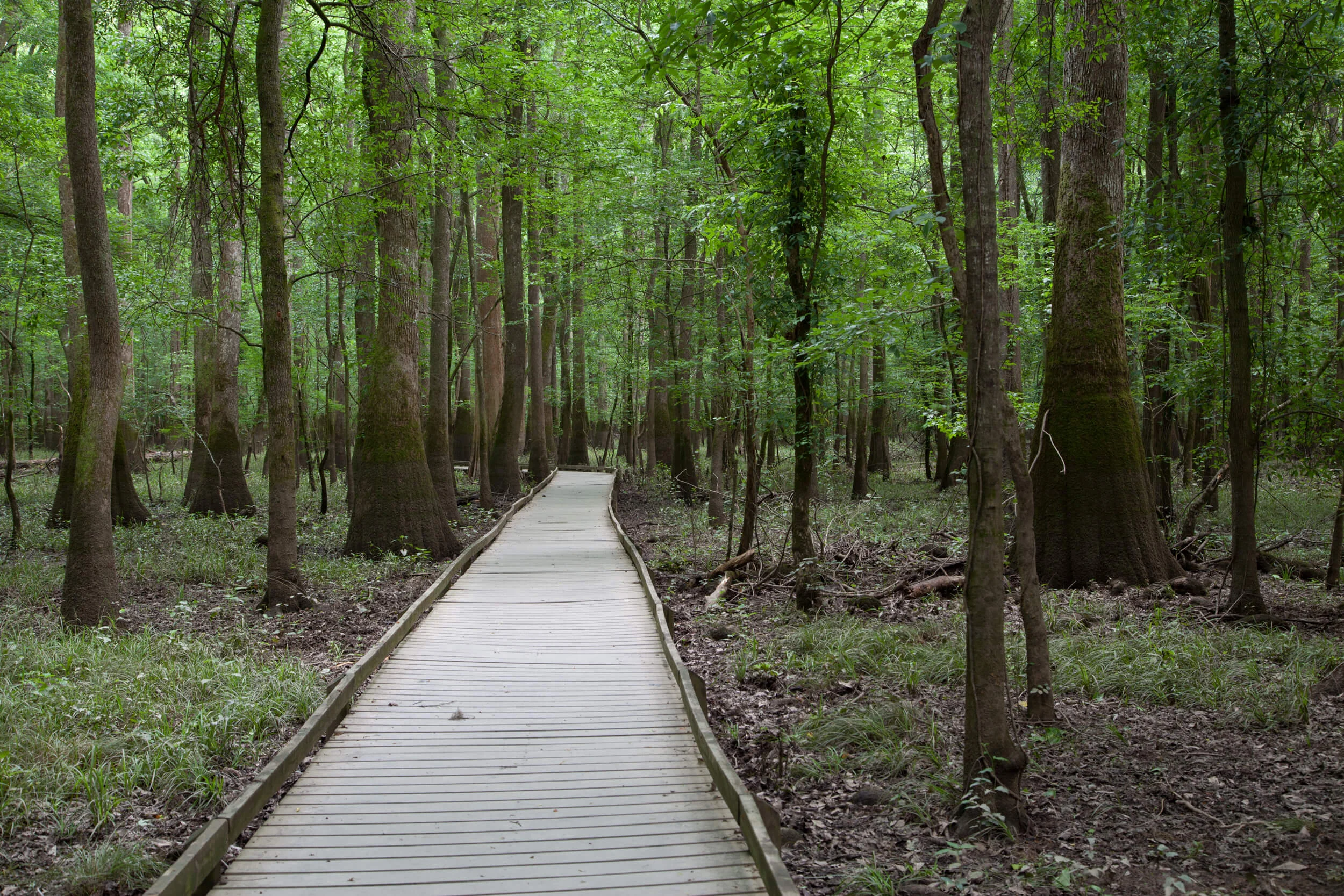 Sims Trail Boardwalk