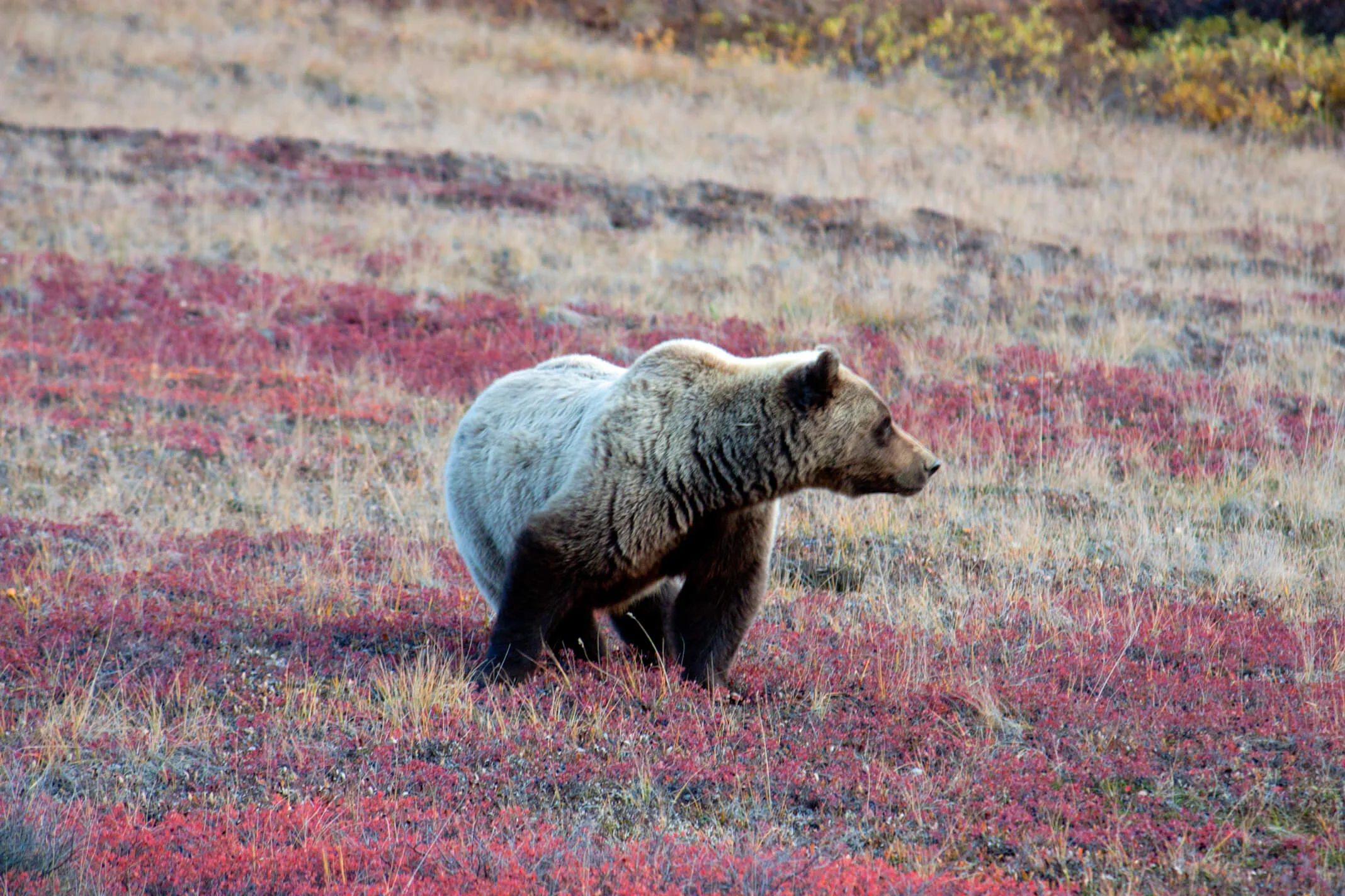 Local Griz searching for berries.