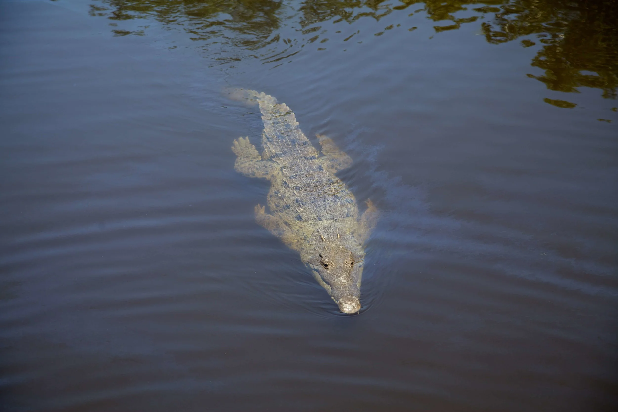 Crocodile