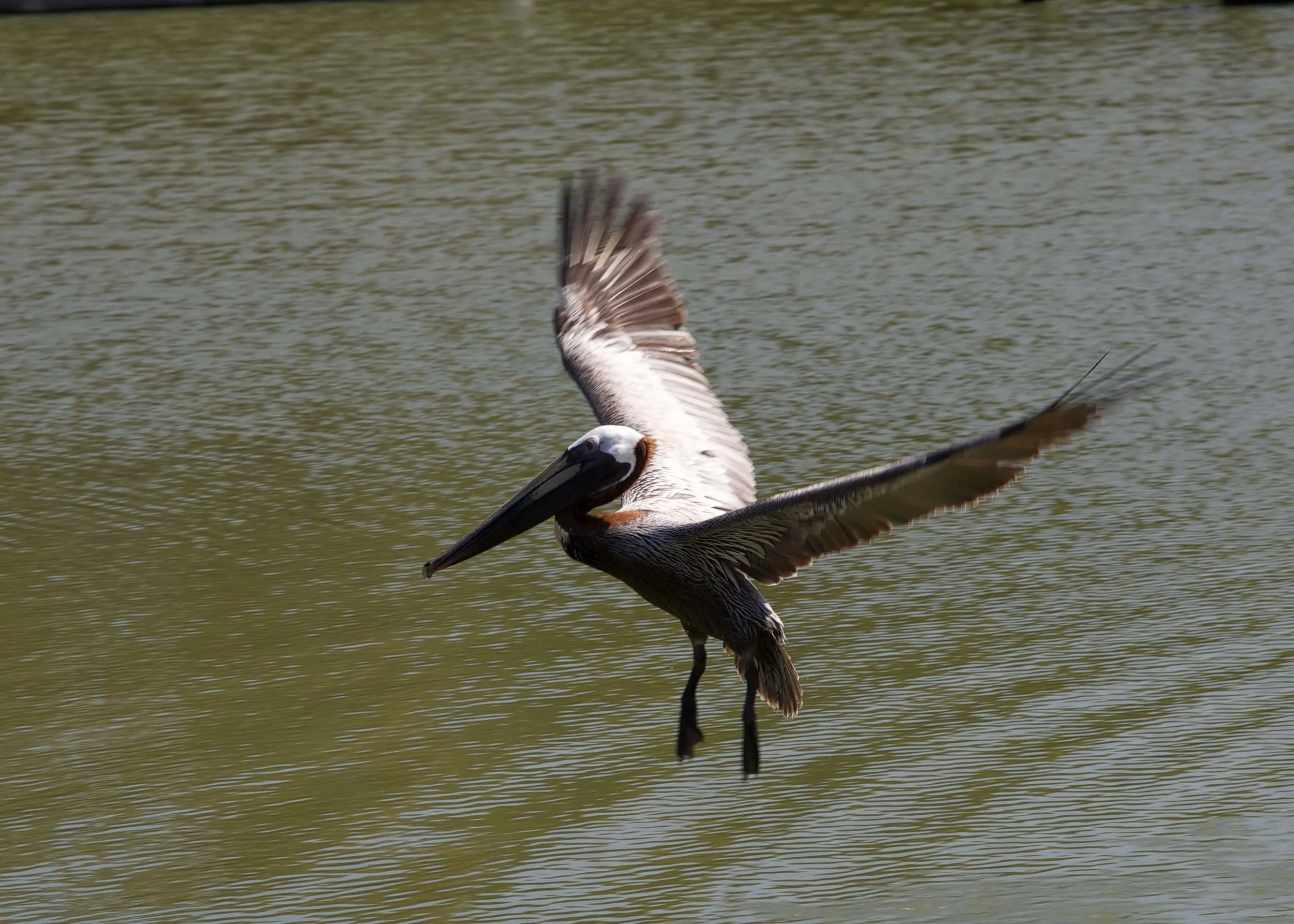 Pelican coming in for landing