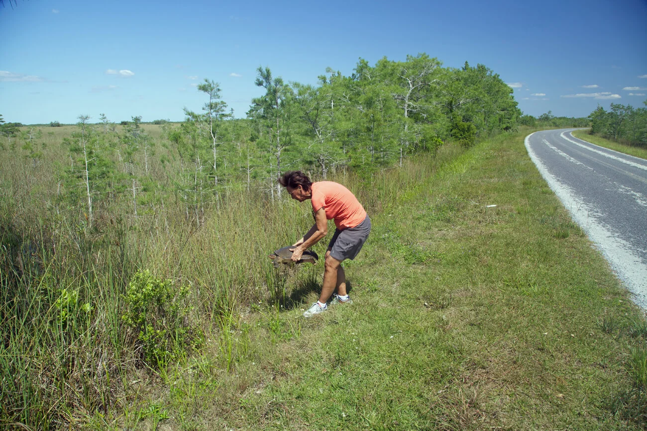 Terry rescuing turtle from road during park visit #55 .