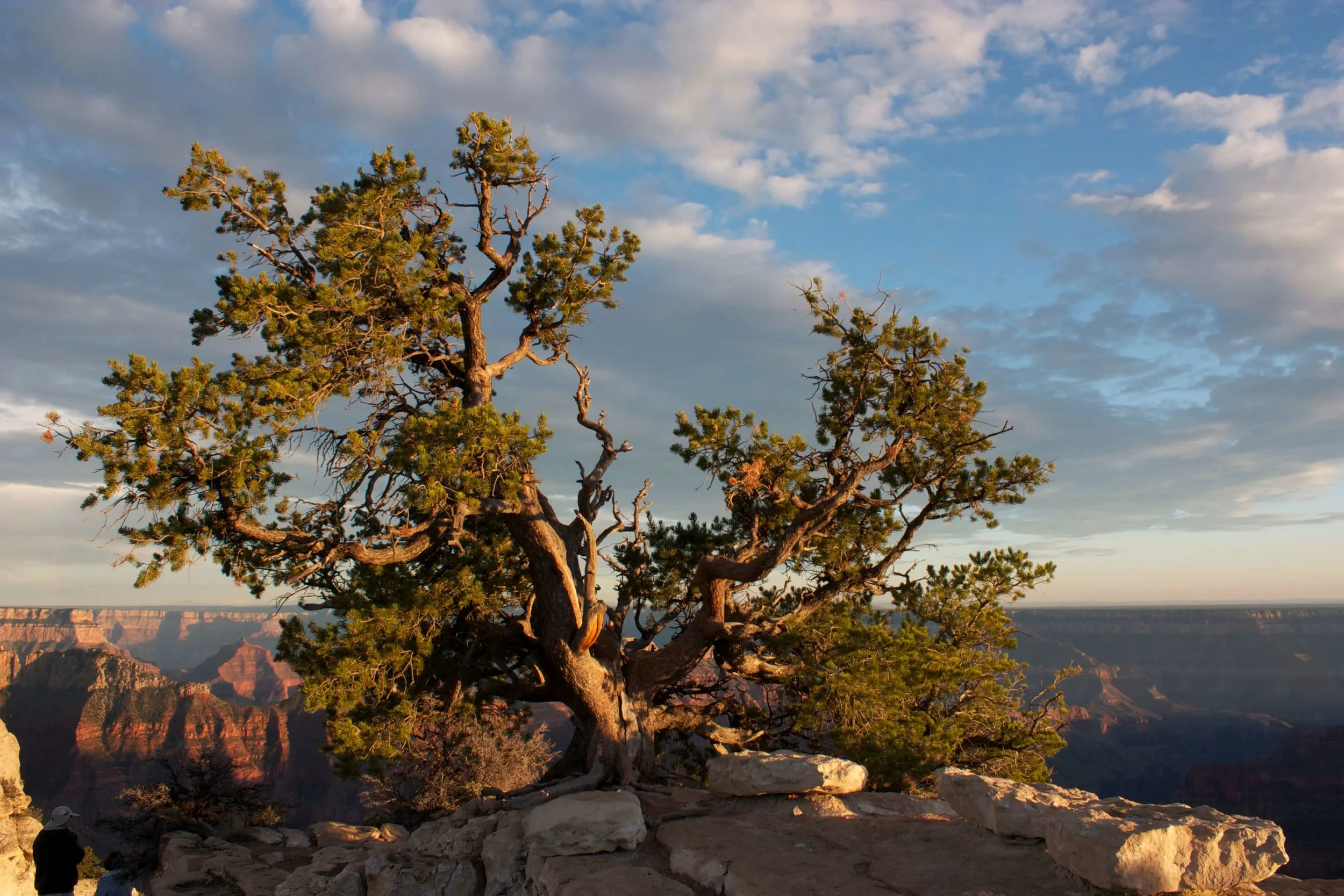 North Rim Utah Juniper