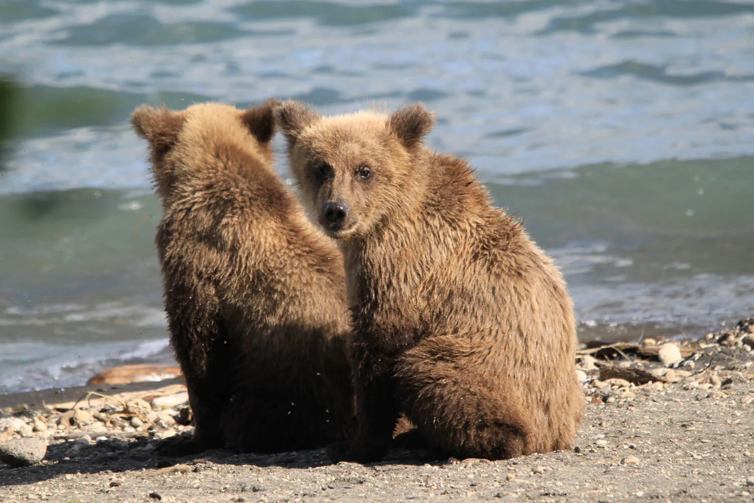 Local residents of Brooks Falls