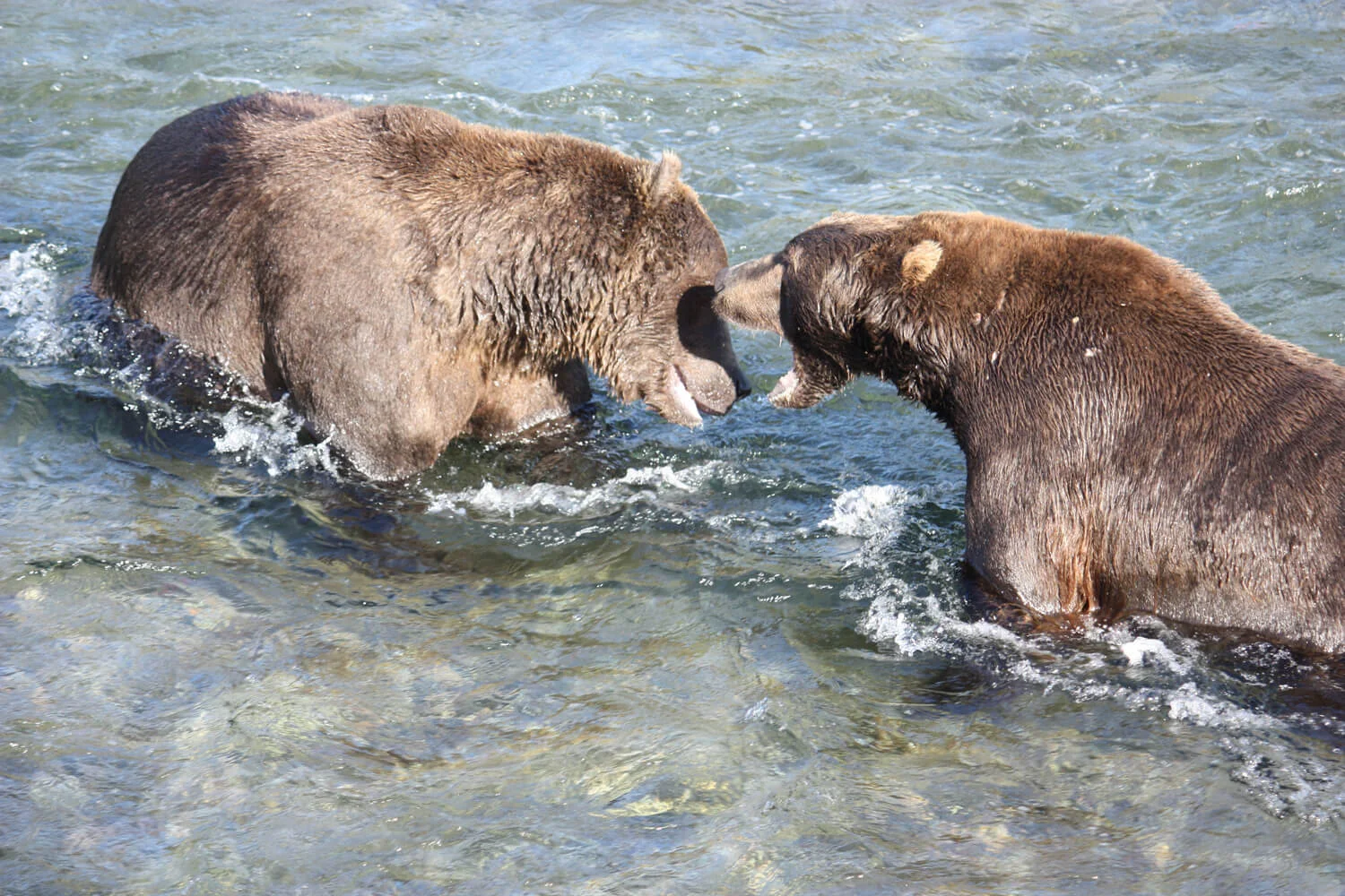 Up close look at battling bears!
