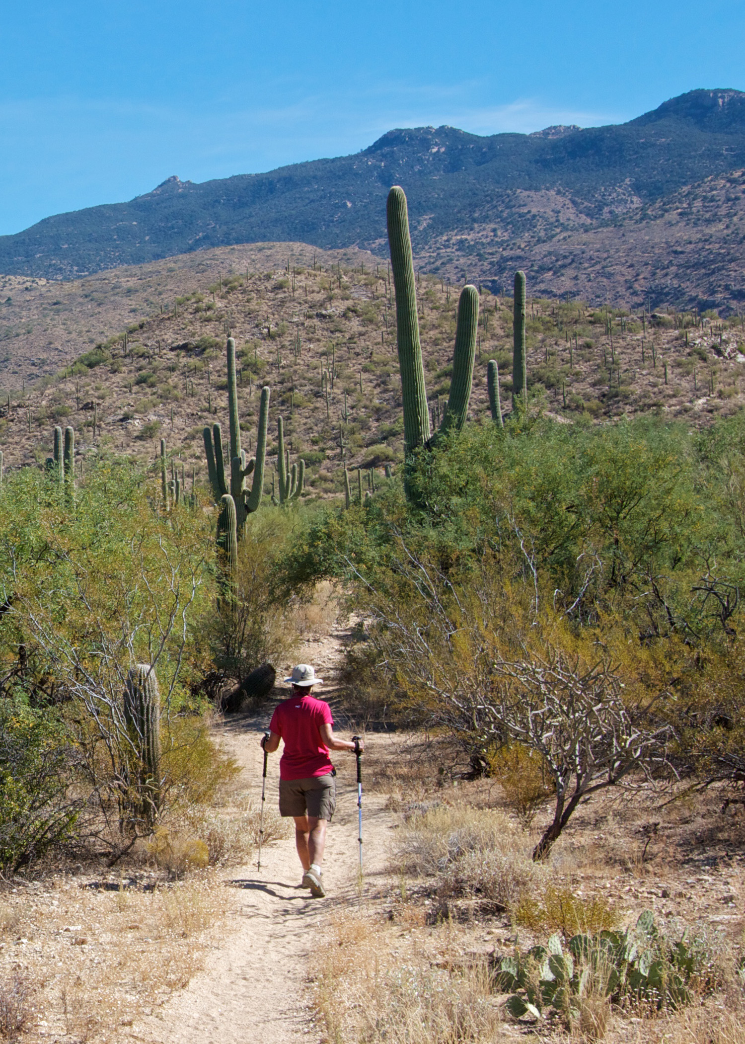 Terry trekking the trails of the Rincon Mountain District's Cactus Forest during park visit #21 .