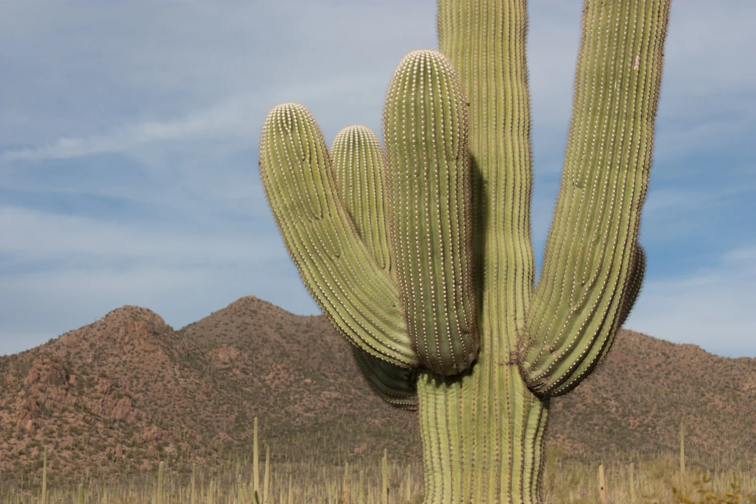 Giant Saguaro's can live over 150 years. 
