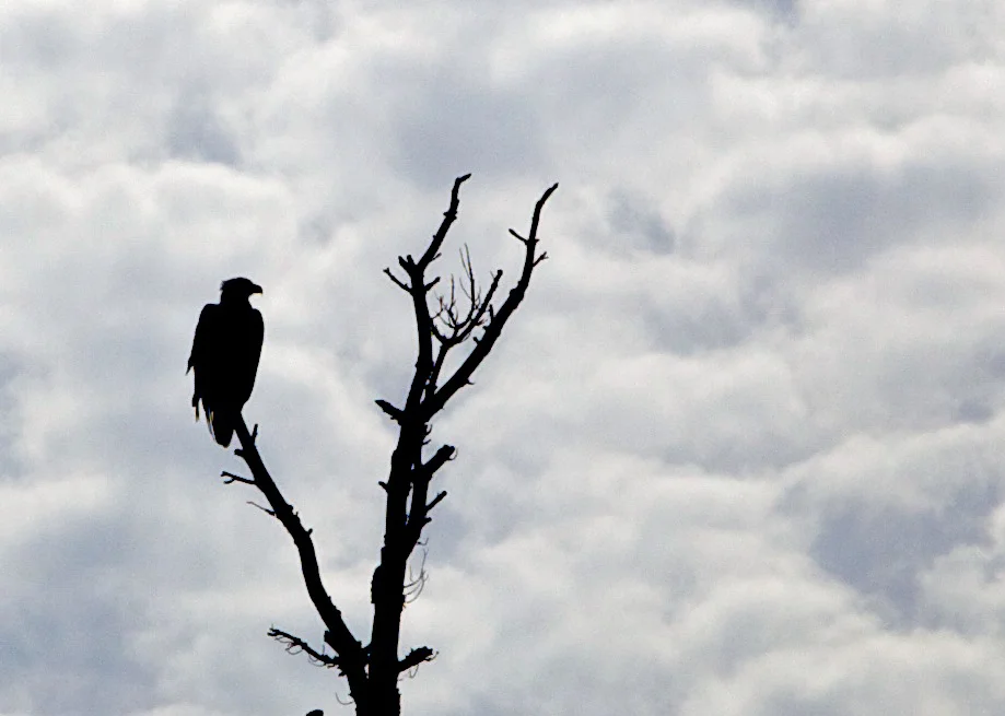 Bald Eagles are plentiful at this park.