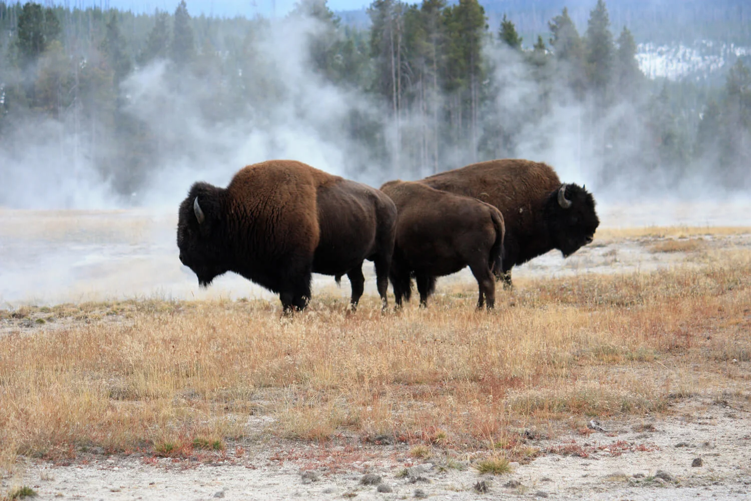 Bison roam freely throughout the park.