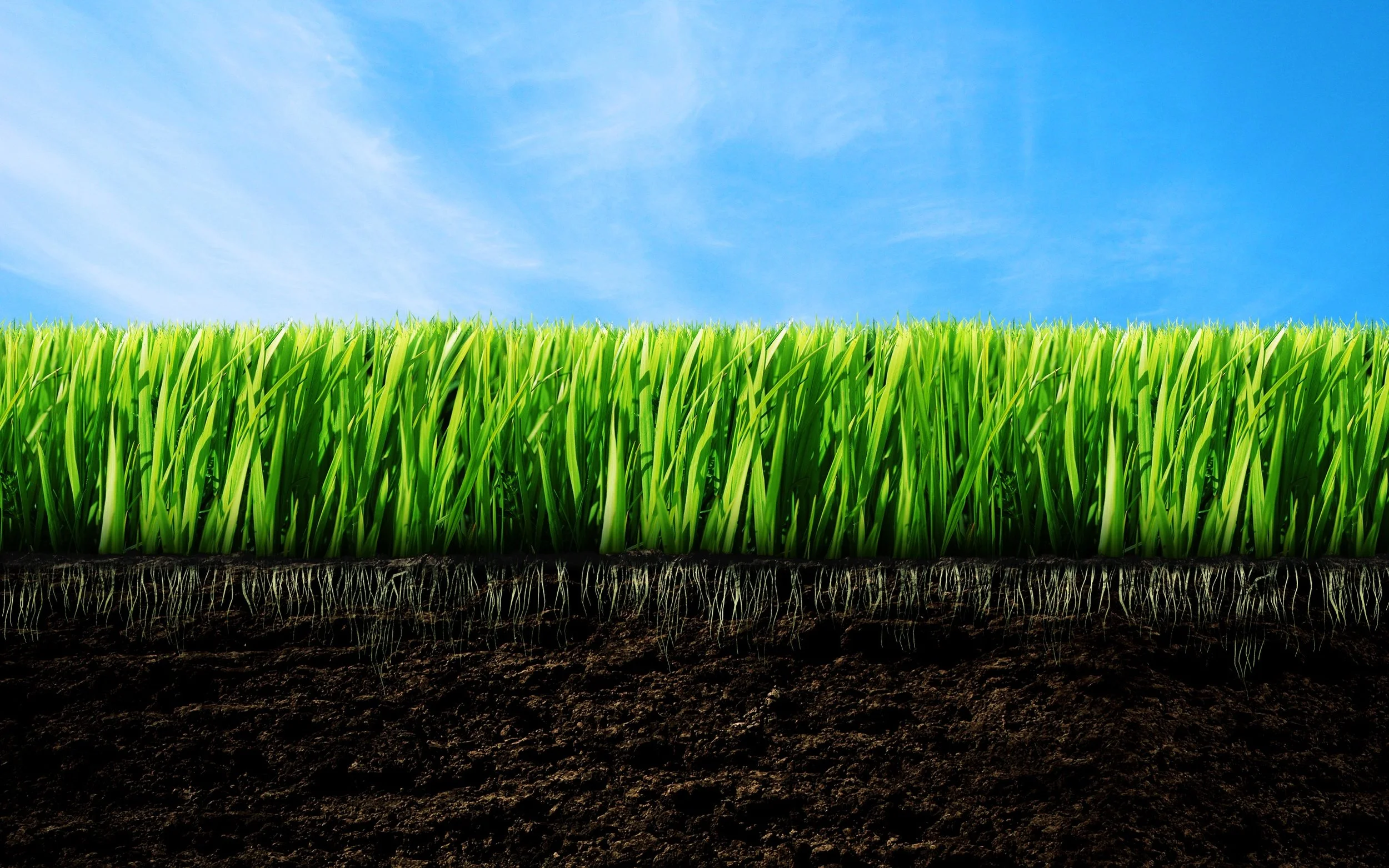 Nature_Plants_green_grass_015677_.jpg