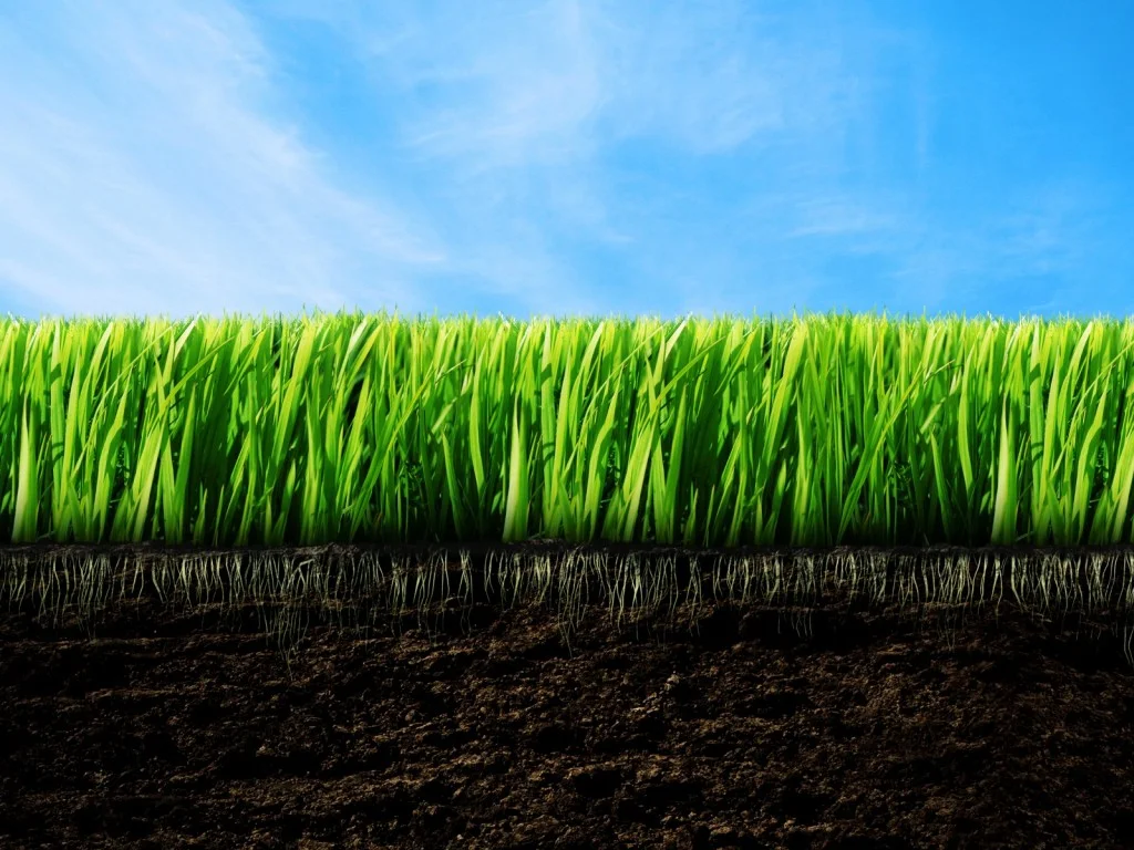 Nature_Plants_green_grass_015677_.jpg