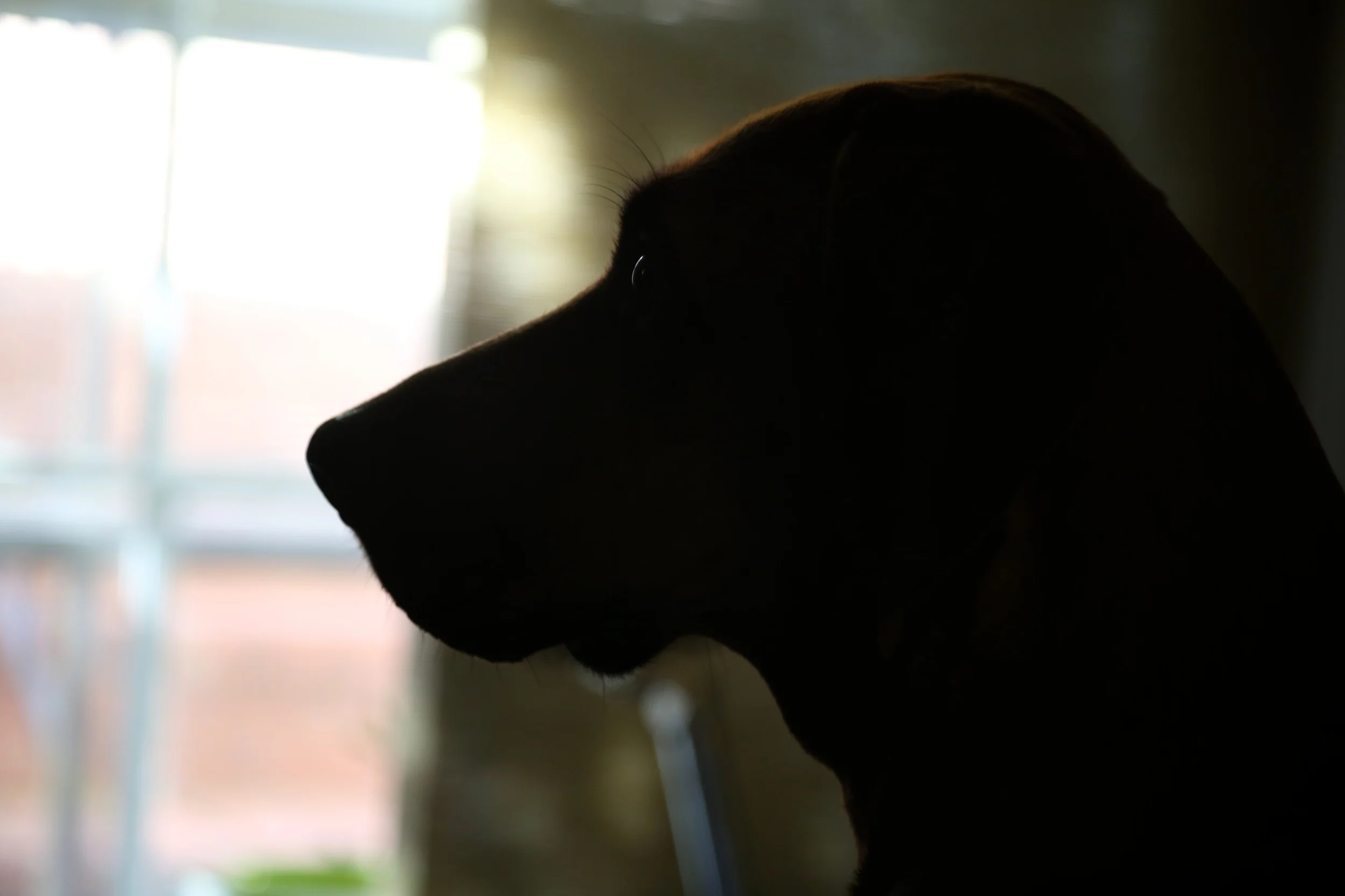remy_silhouette.jpg