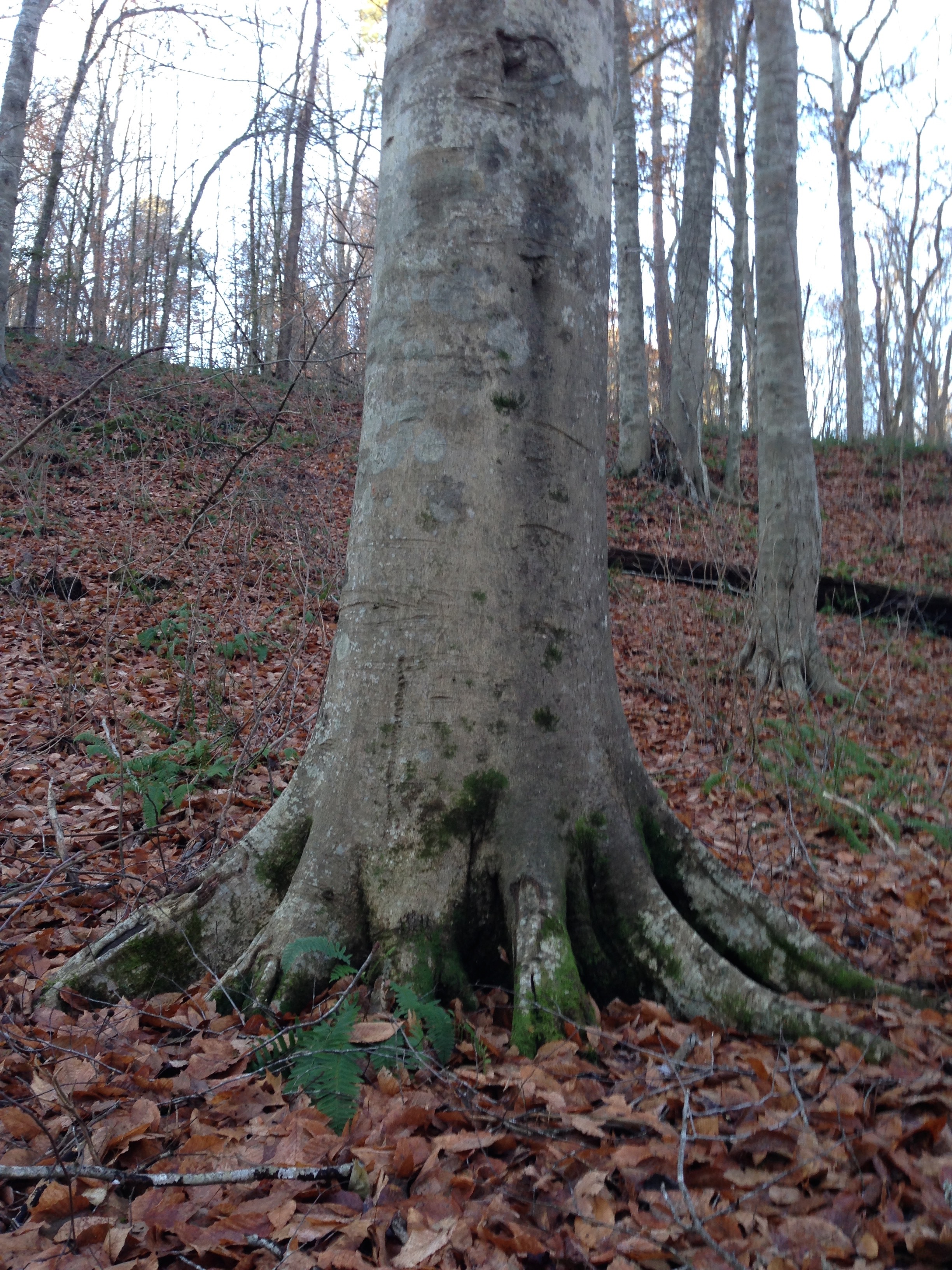 A beech tree in November at the Piedmont Beech Natural Area, Umstead State Park, Raleigh, NC.