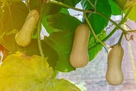 butternut squash.jpg