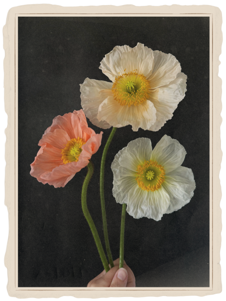 Icelandic Poppies with a vintage frame on handmade paper