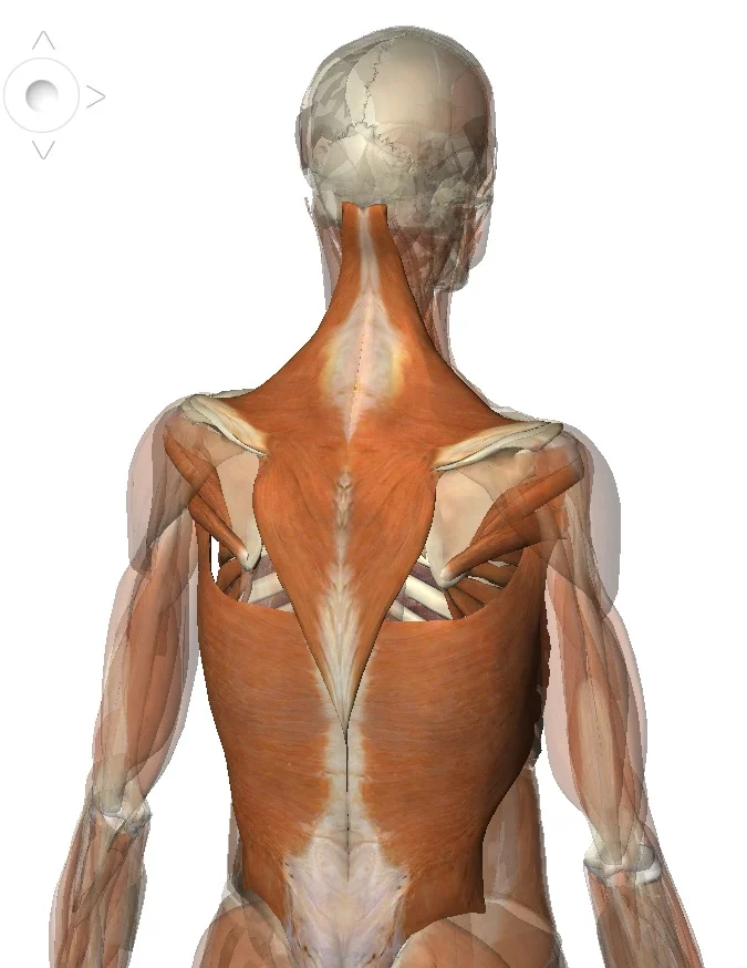 Building a Structural Framework for the Breath