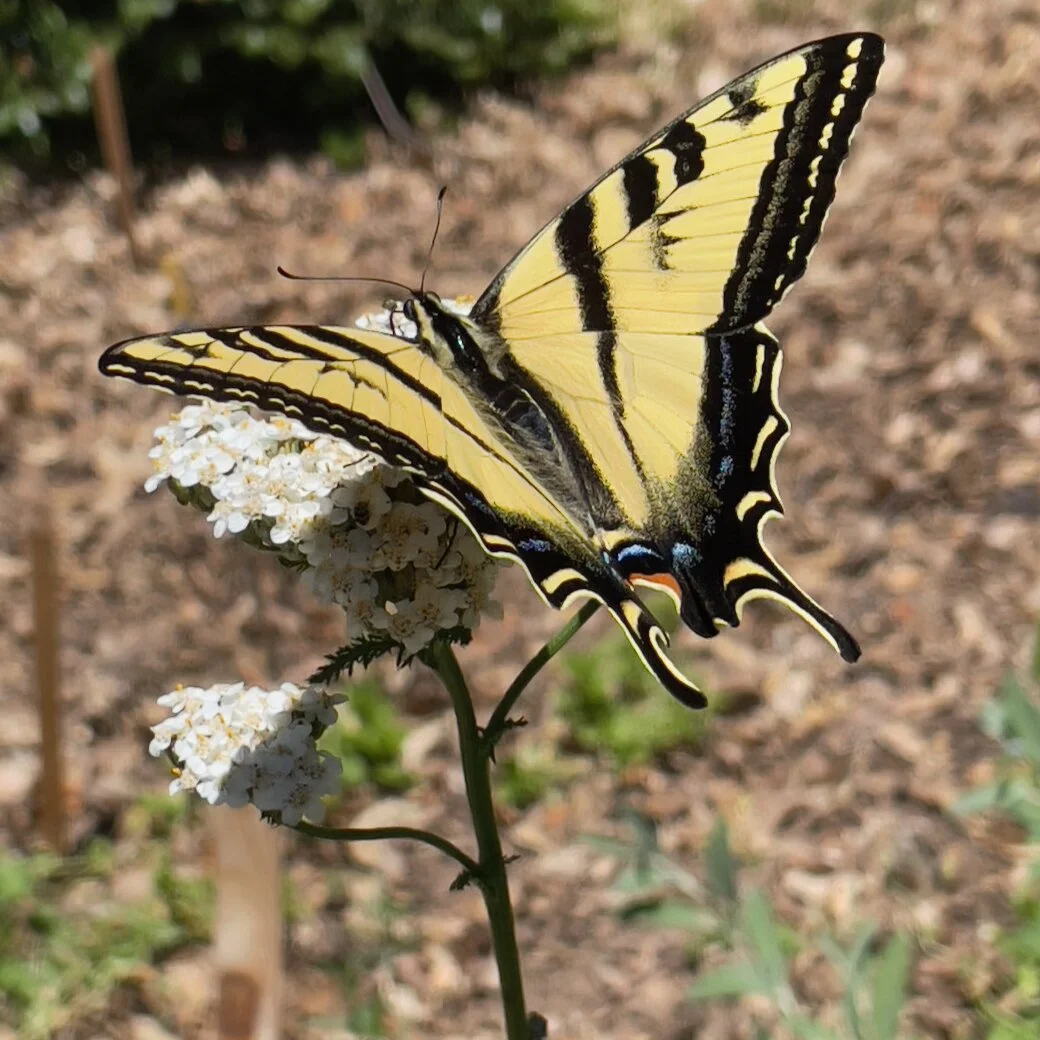 Garden Afternoon