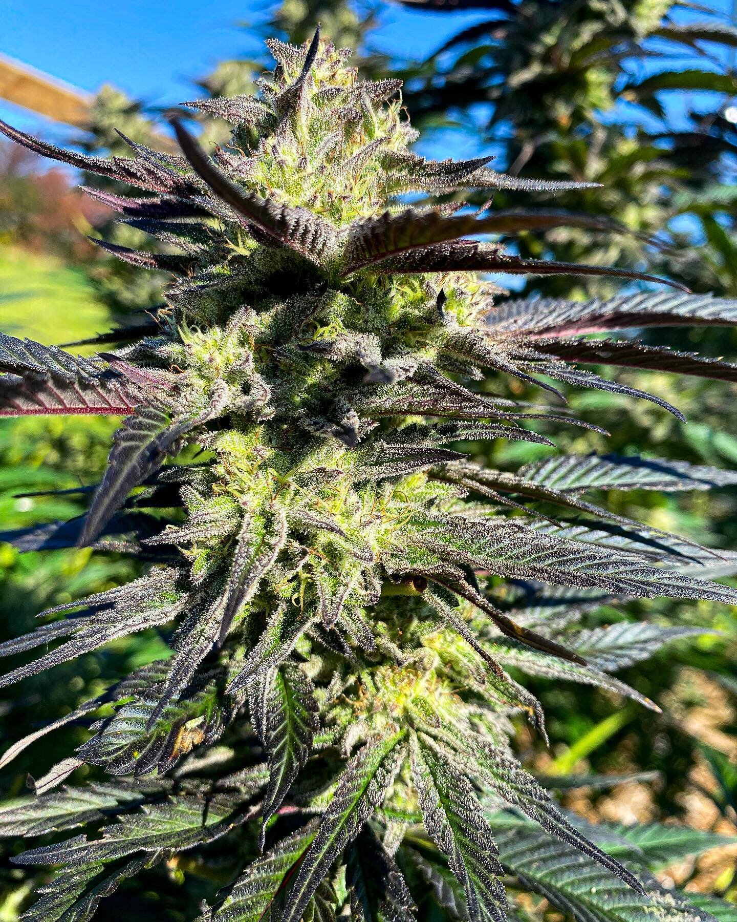 Cosmic antennae bringing down the sentience of the stars to uplift your thoughts. 🌱💫

Radio Flyer bred by @biovortex 
#sungrown #outdoor #vermontfarm #biodynamic