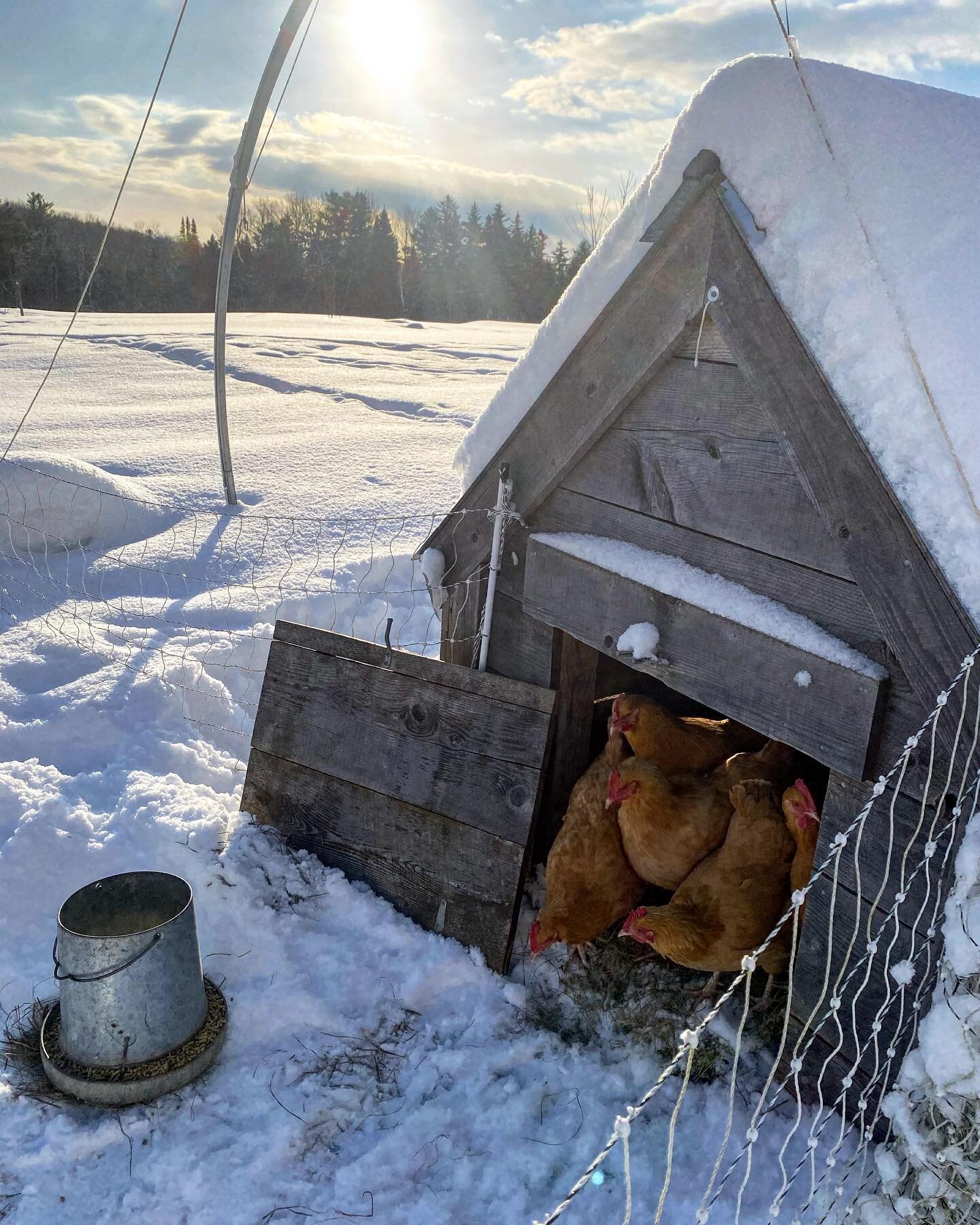 We all had trouble taking that first step outside this mornin&rsquo;. 🥶 #chickens #vermontfarm #wintervibes #coldaf