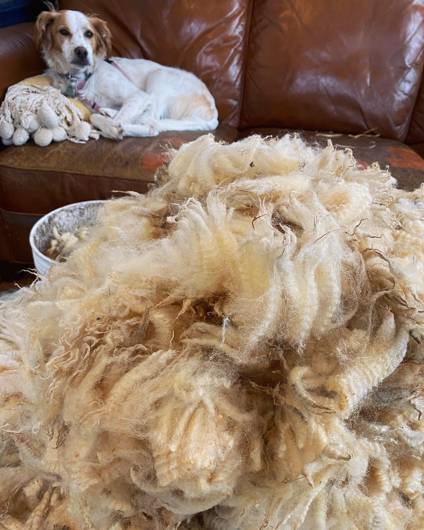 Skirting fleeces and waiting for the snow. 🐑❄️ #fleece #sheepfarming #wool #vermontfarm #noreaster