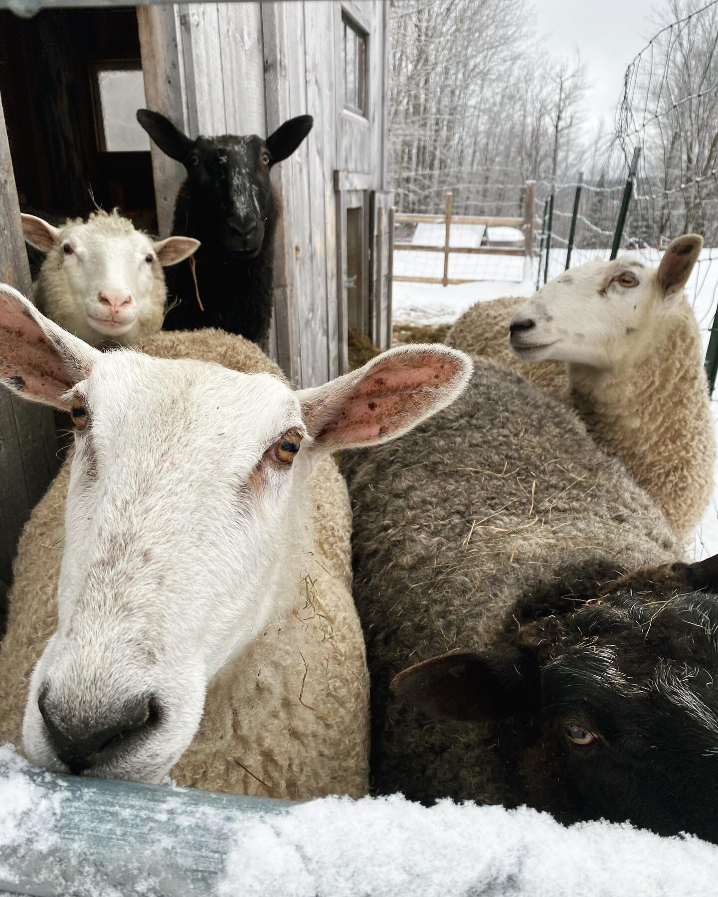 We&rsquo;re all excited for the season of the light. 🌞 #imbolc #imbolcblessings #sheep #february #vermontfarm