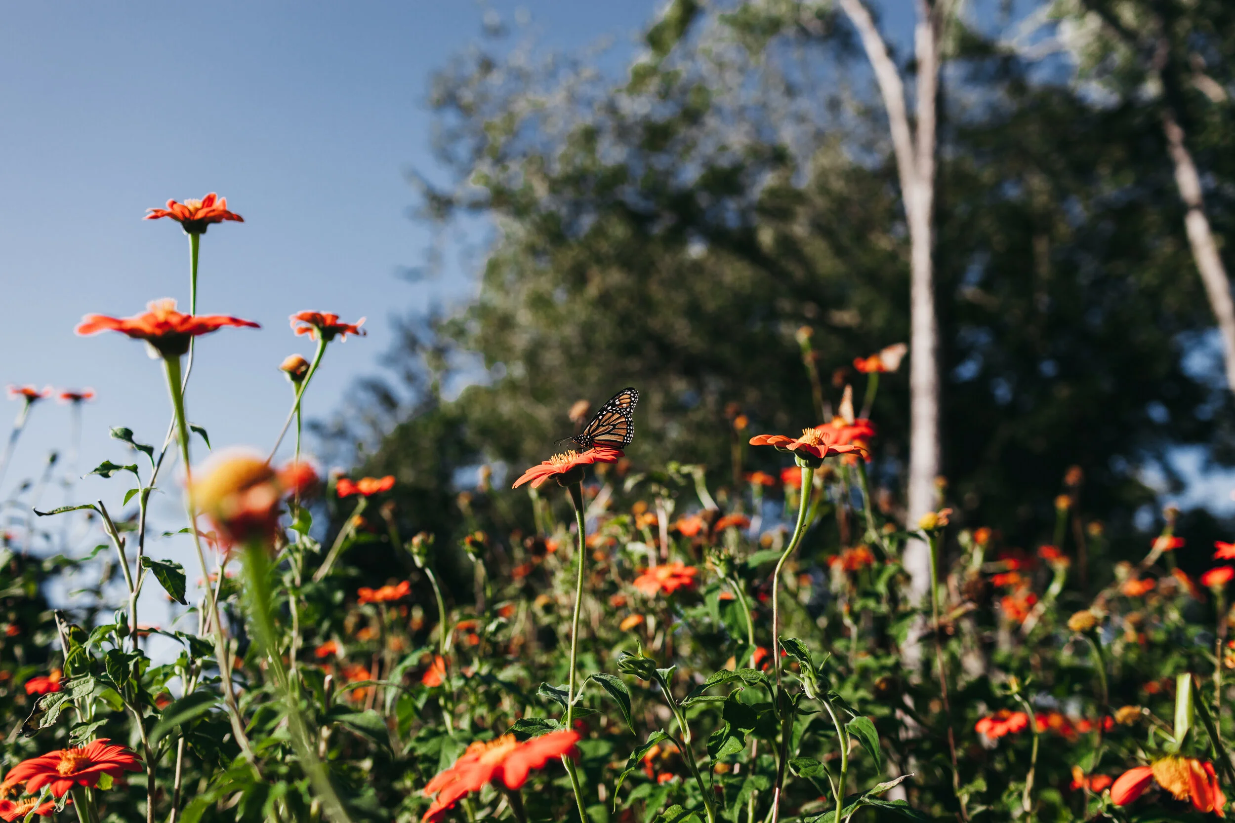 190926_DETABLOOM_057A.JPG