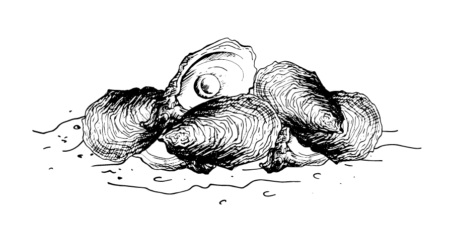 oyster_bed_JReynolds.jpg