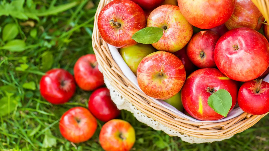 Graphic_Single_ApplePicking.jpg