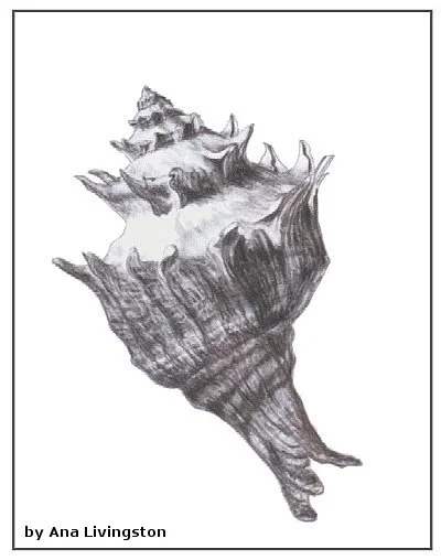 shell-three-charcoal-pencil-on-paper-ana-livingston-fine-artist.jpg