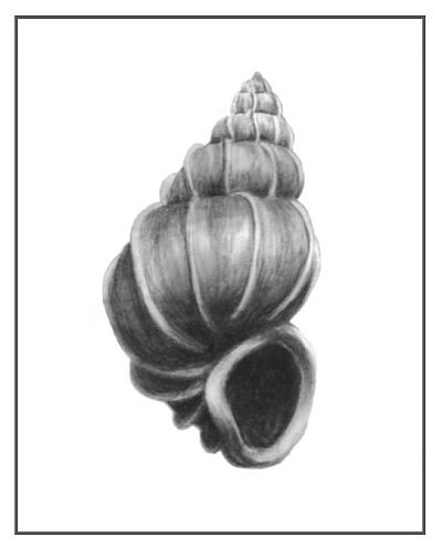 "Shell One", Charcoal on Paper, 11"x14"