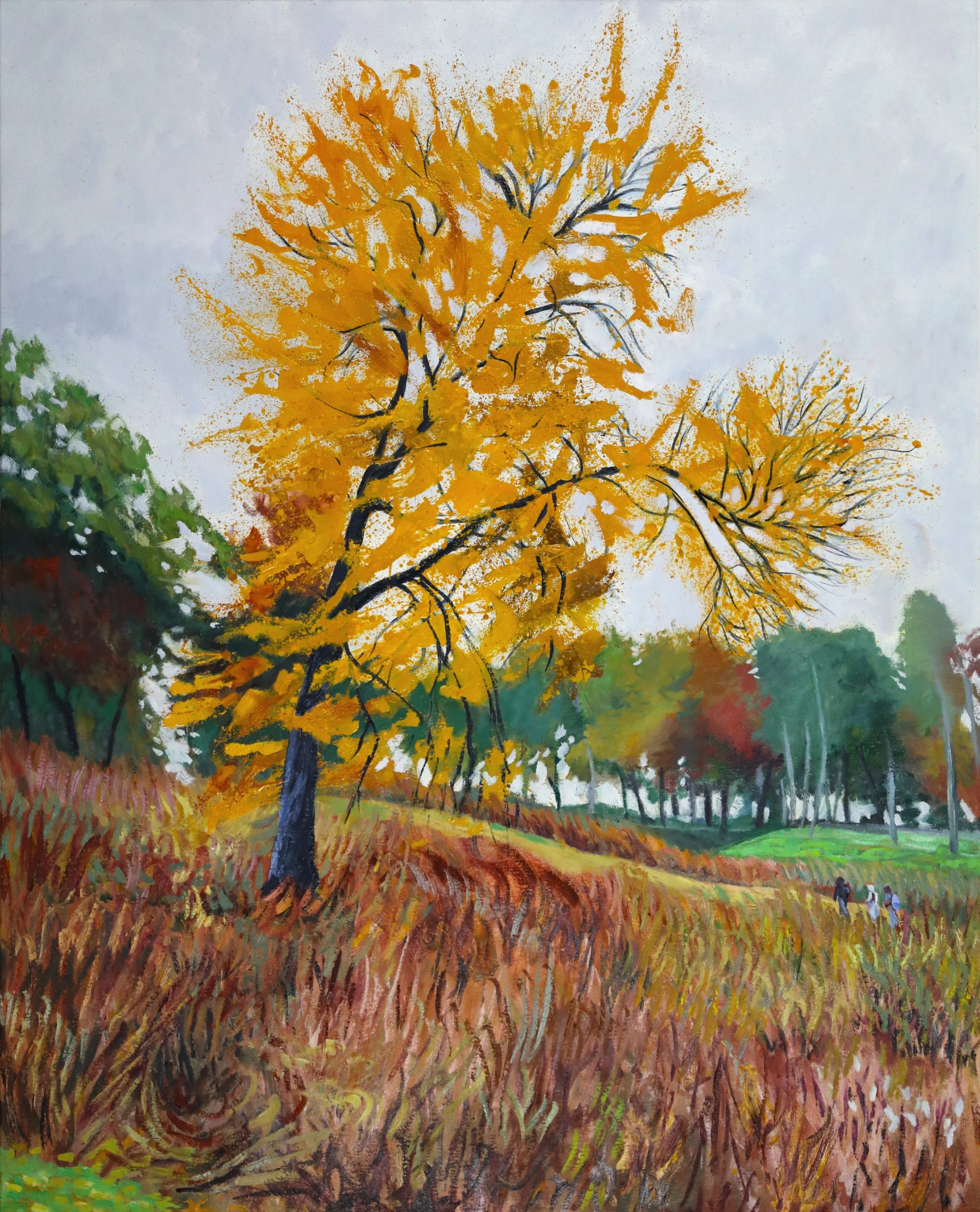 Storm King Ginkgo