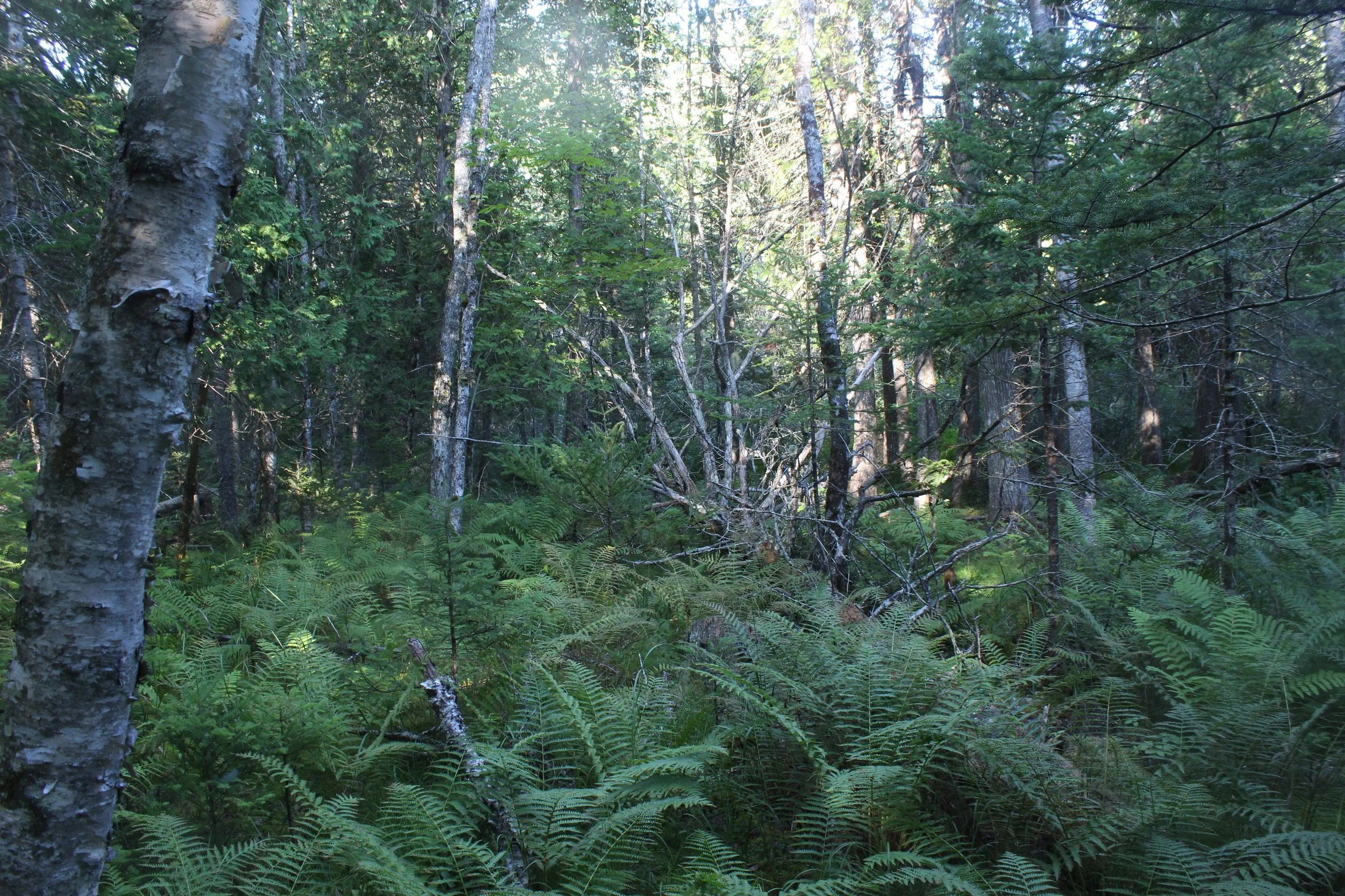 IMG_4832.JPG