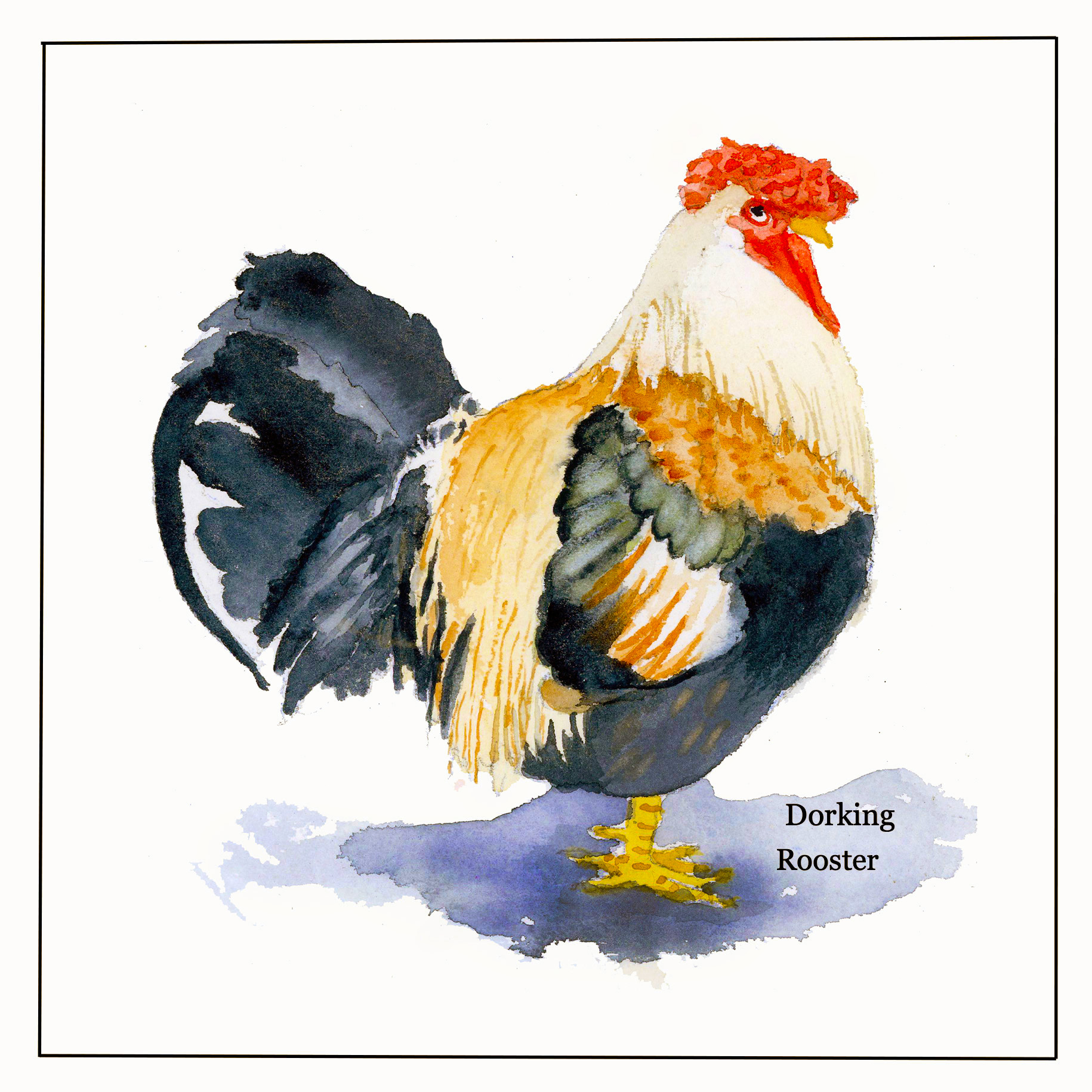 Dorking Rooster