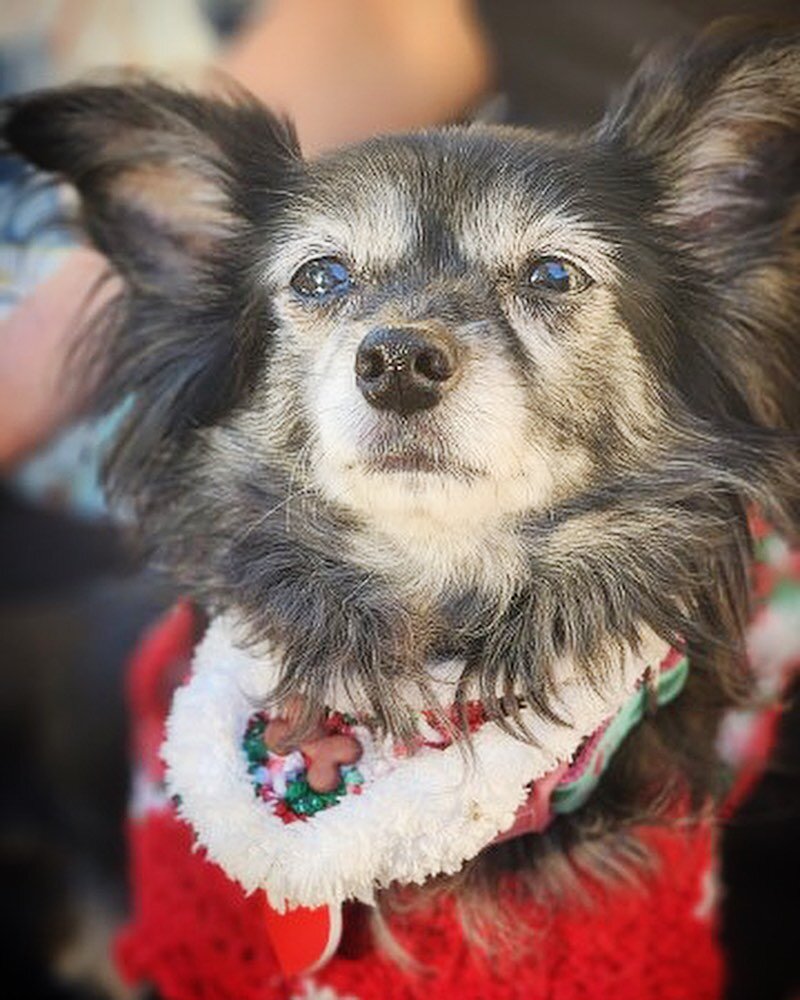 This sweet lady!! Javelina is single and ready to mingle! She's around 10 years old and weighs 14 lbs. She is an absolute DELIGHT! Come meet her on Saturday @platform_la as she will be making her adoption event debut! ❤️
#javelina🦄 #chihuahua #papil