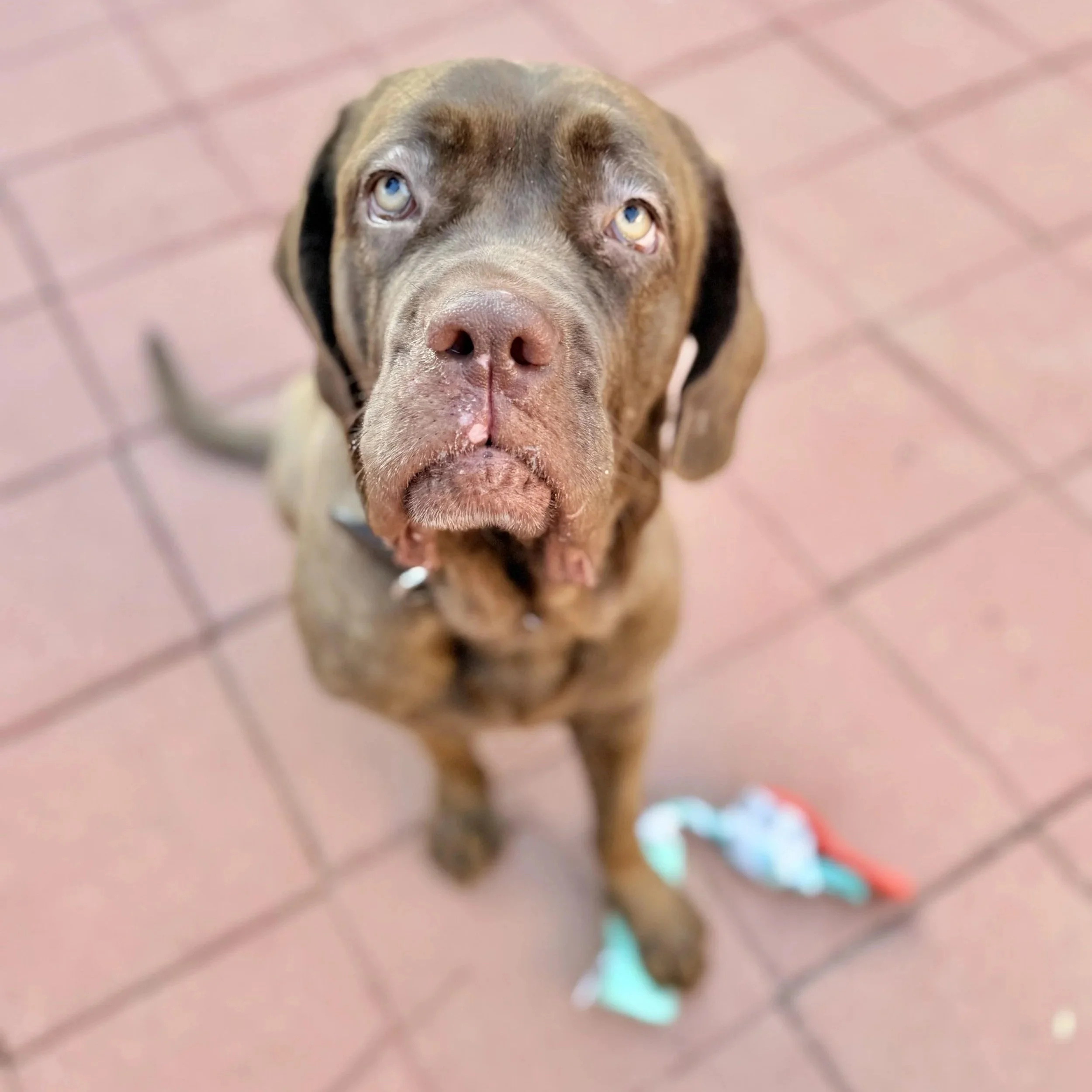 Fully Trained Dogs for Adoption: Your Perfect Pet Awaits