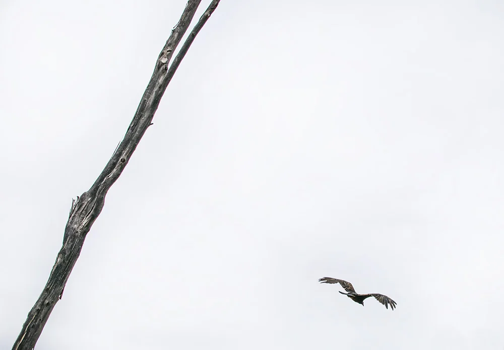 DSC_0104.jpg