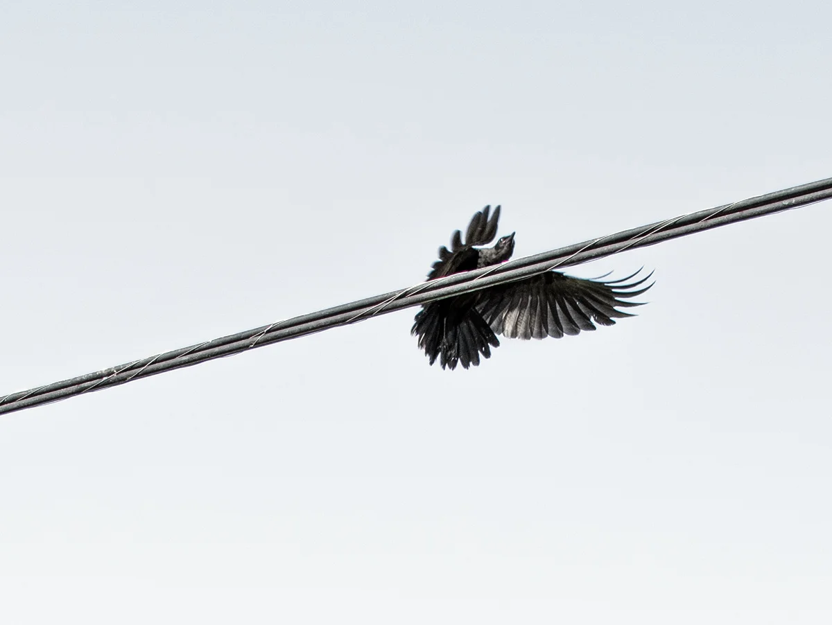 crow43.version2.jpg