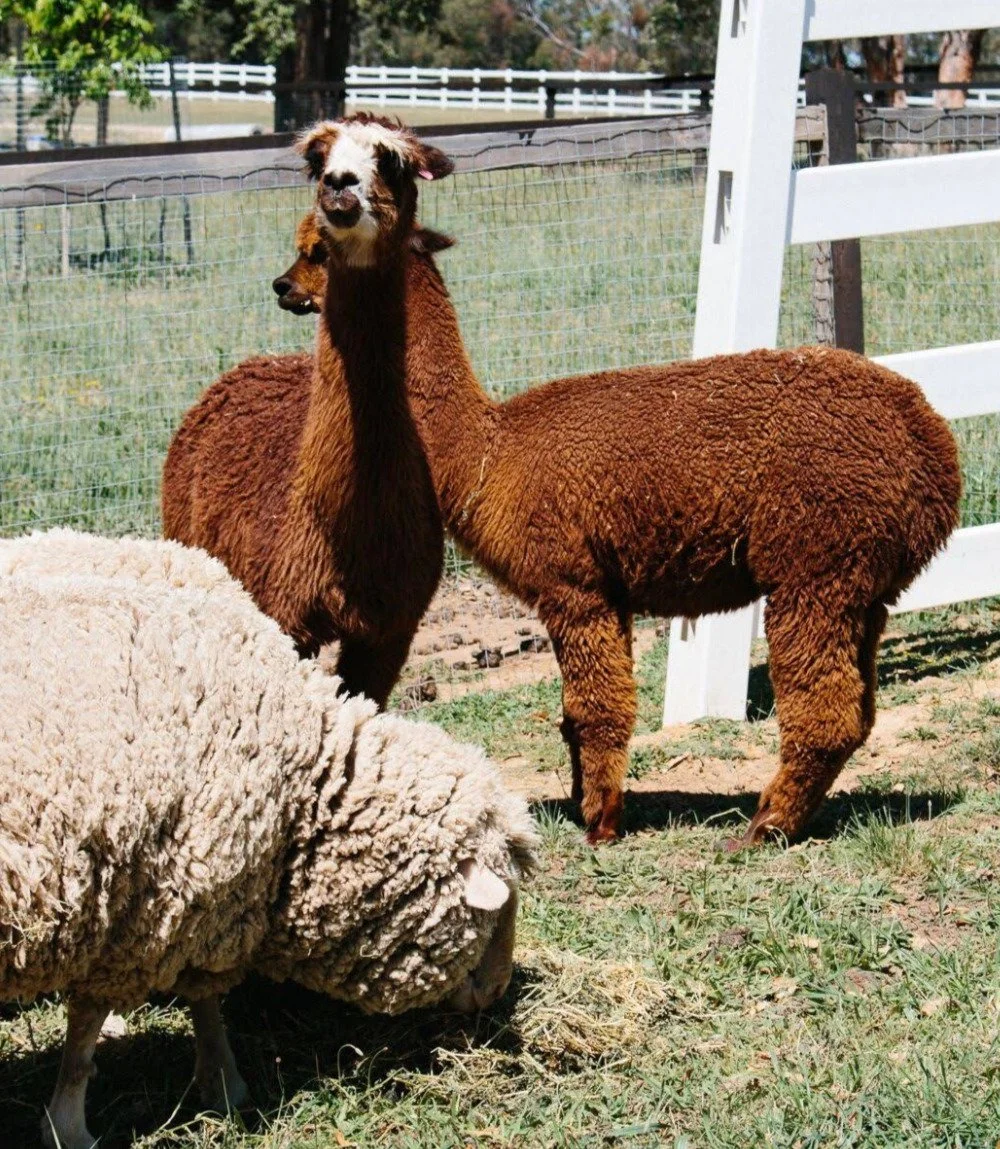 Farm animals 1.jpg