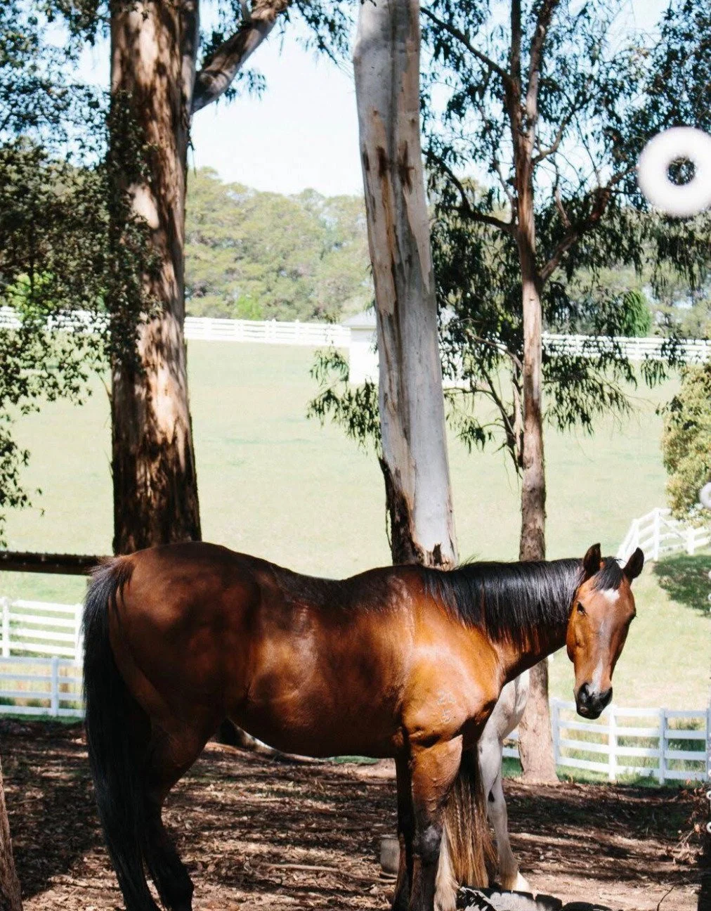 Farm horses 1.jpg