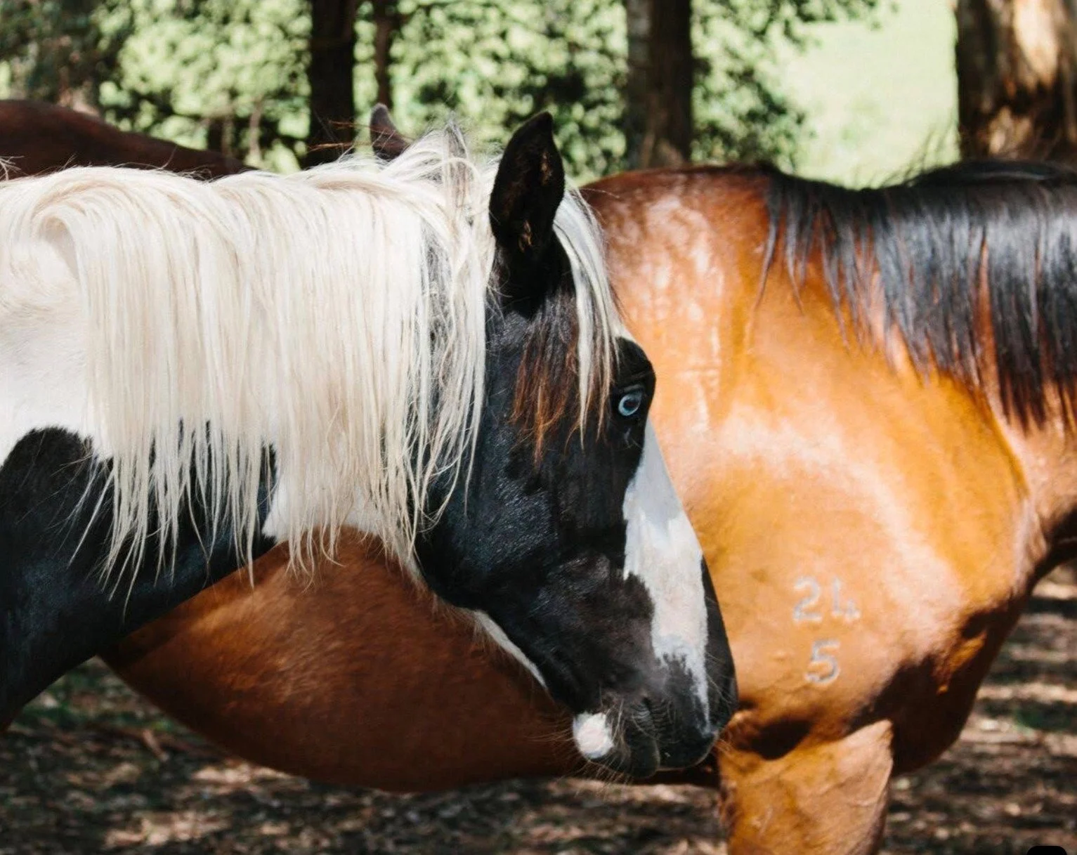 Farm horses 2.jpg