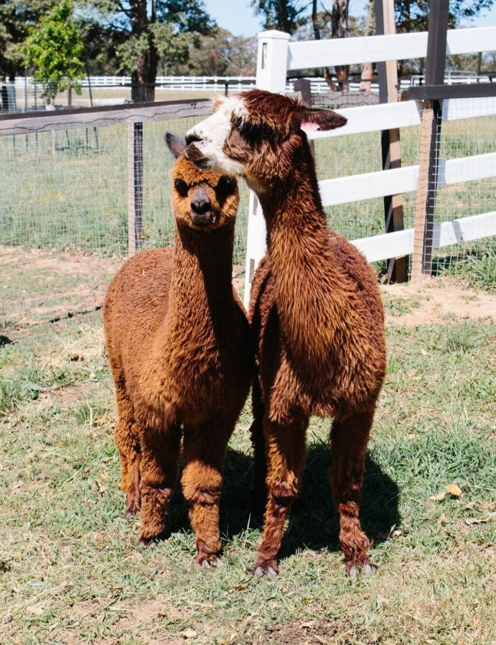 Farm animals 4.jpg