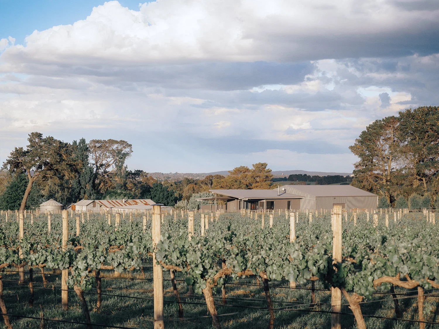 Travel_Australia_Guide_Weekend_Destination_Hotel_Airbnb_Things To Do_Pauline Morrissey_NSW_Orange_Winery_Rowlee Wines Vineyard.jpg