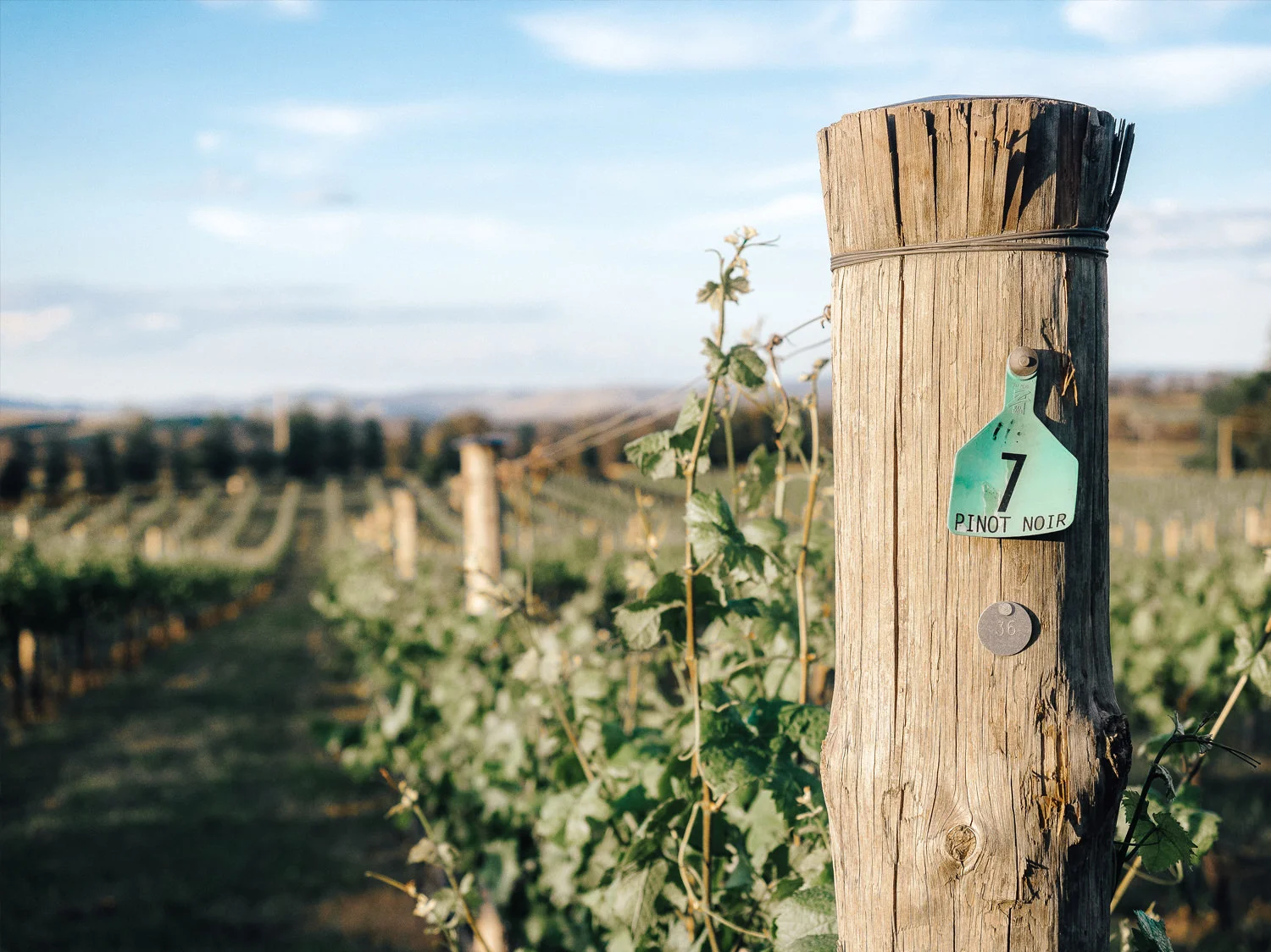 Travel_Australia_Guide_Weekend_Destination_Hotel_Airbnb_Things To Do_Pauline Morrissey_NSW_Orange_Winery_Rowlee Wines Vineyard.jpg