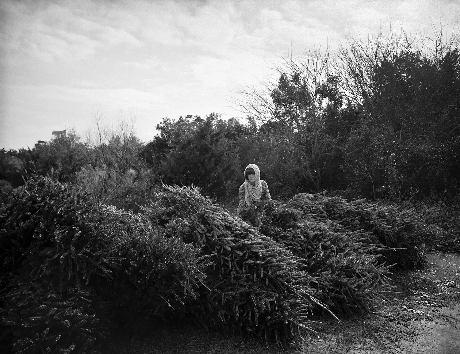 Grandmother's Trees (N.C. 036).jpg