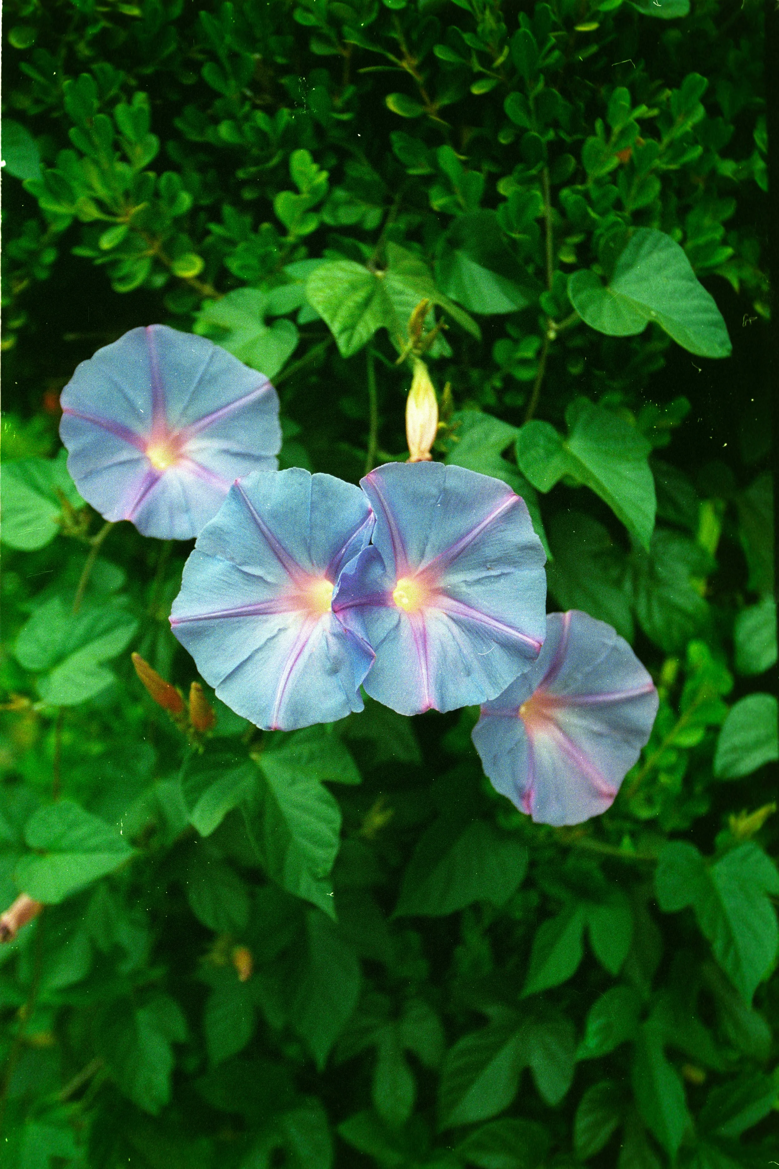 Image23.jpg