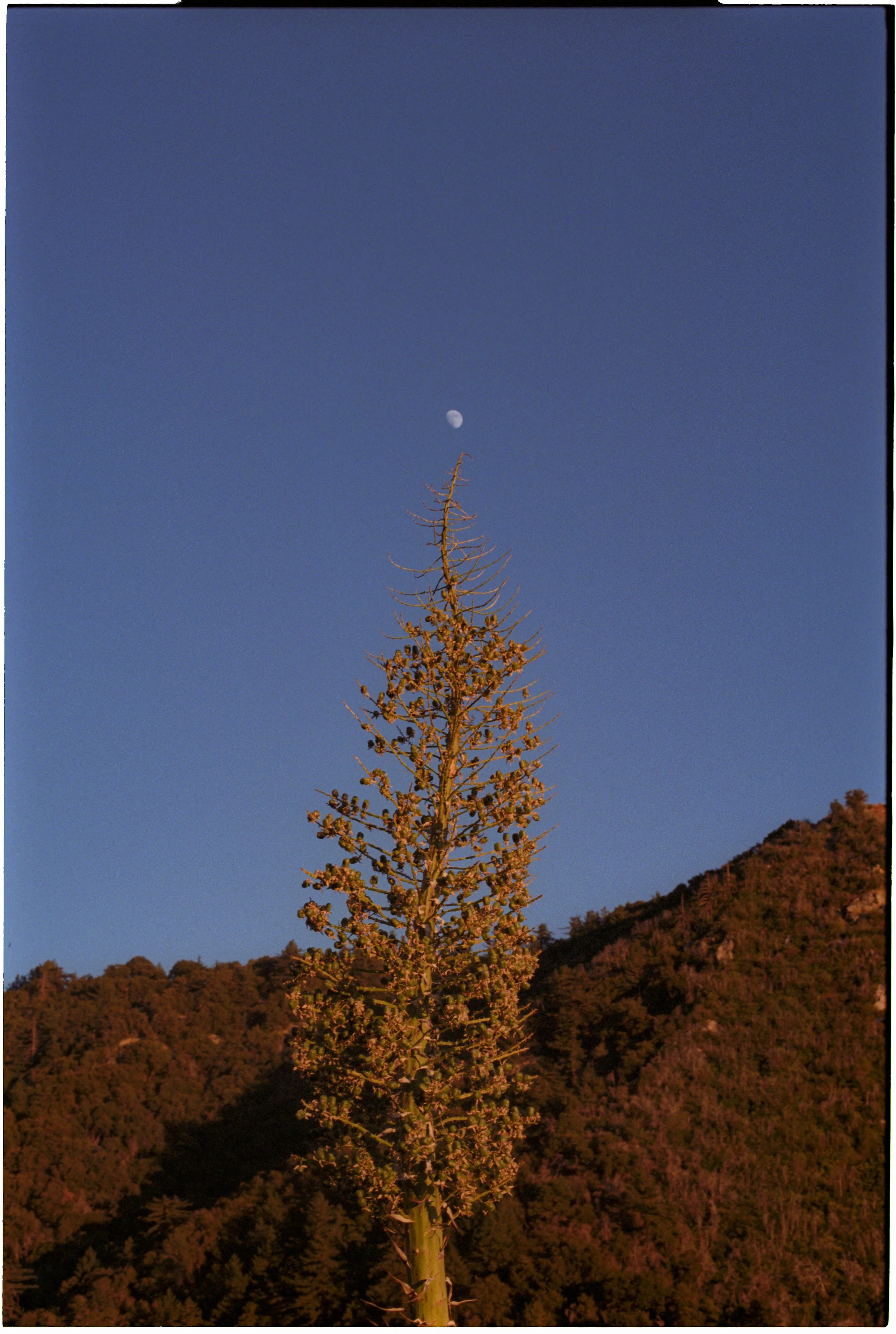 Image316.jpg