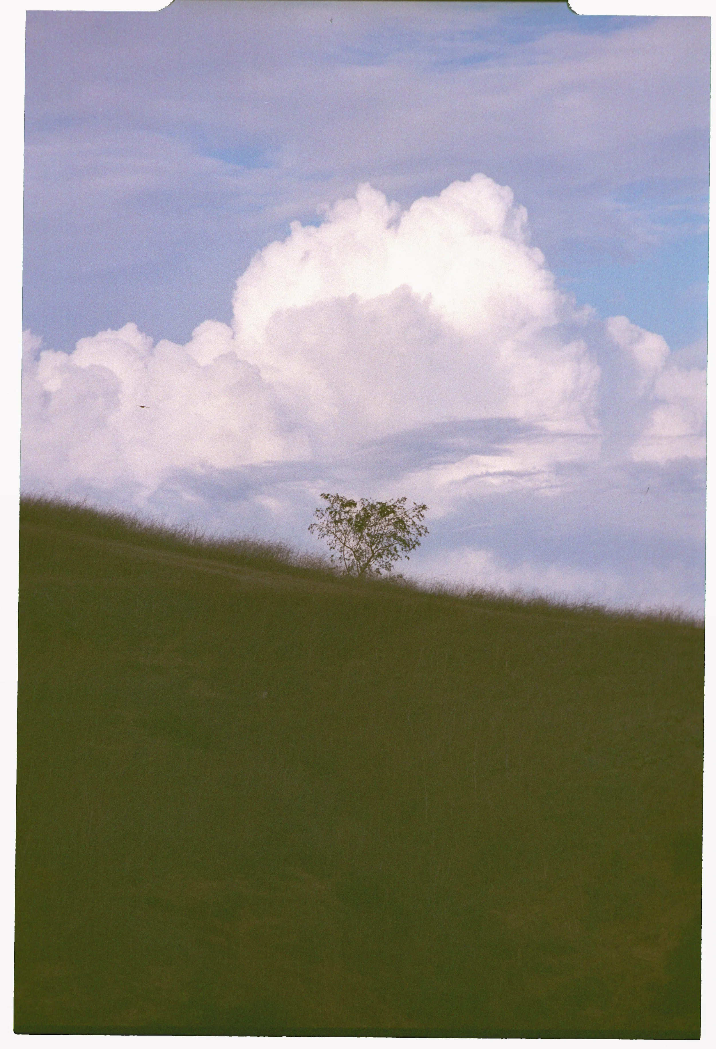 Image100.jpg