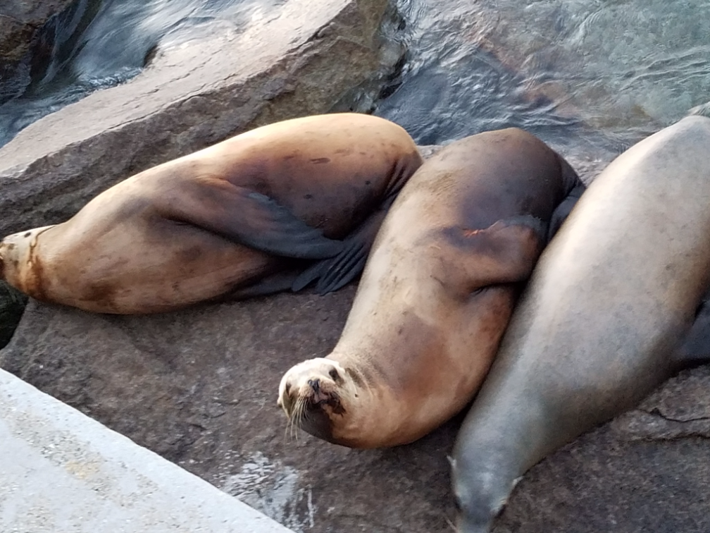 seal.png
