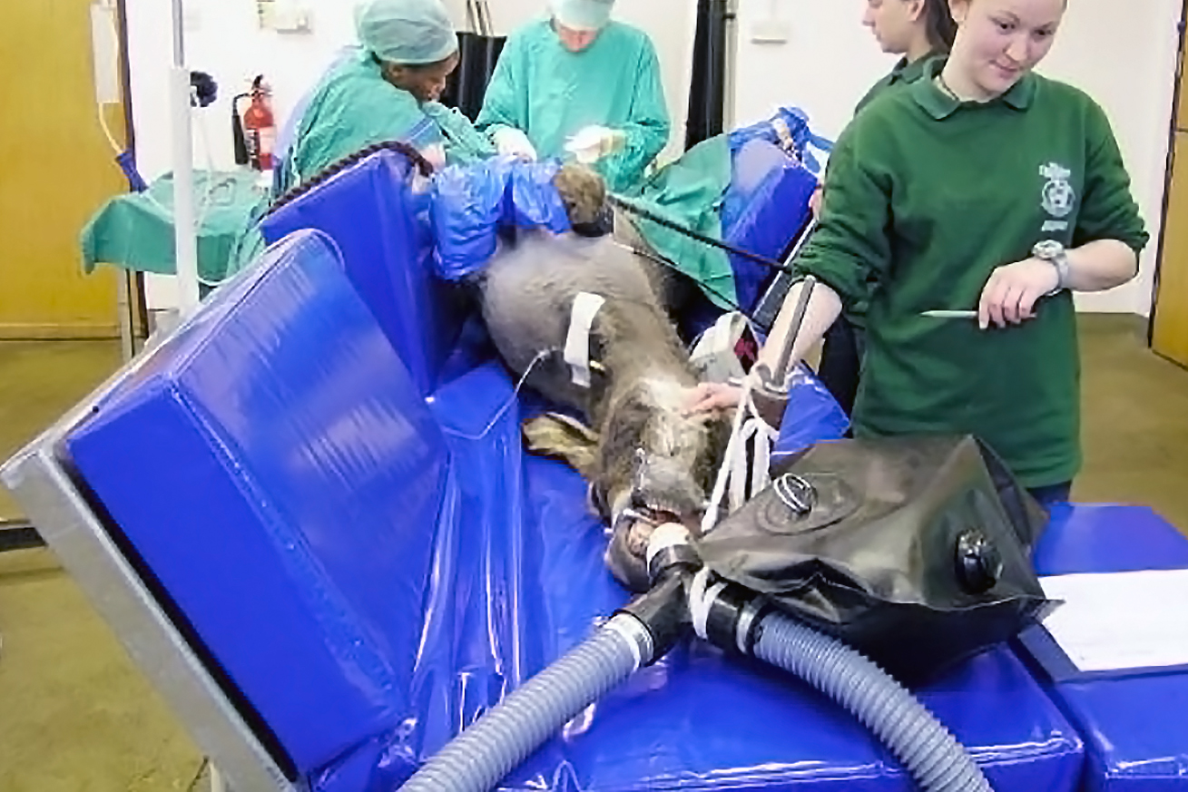 ENGINEERING: Veterinary Operating Table