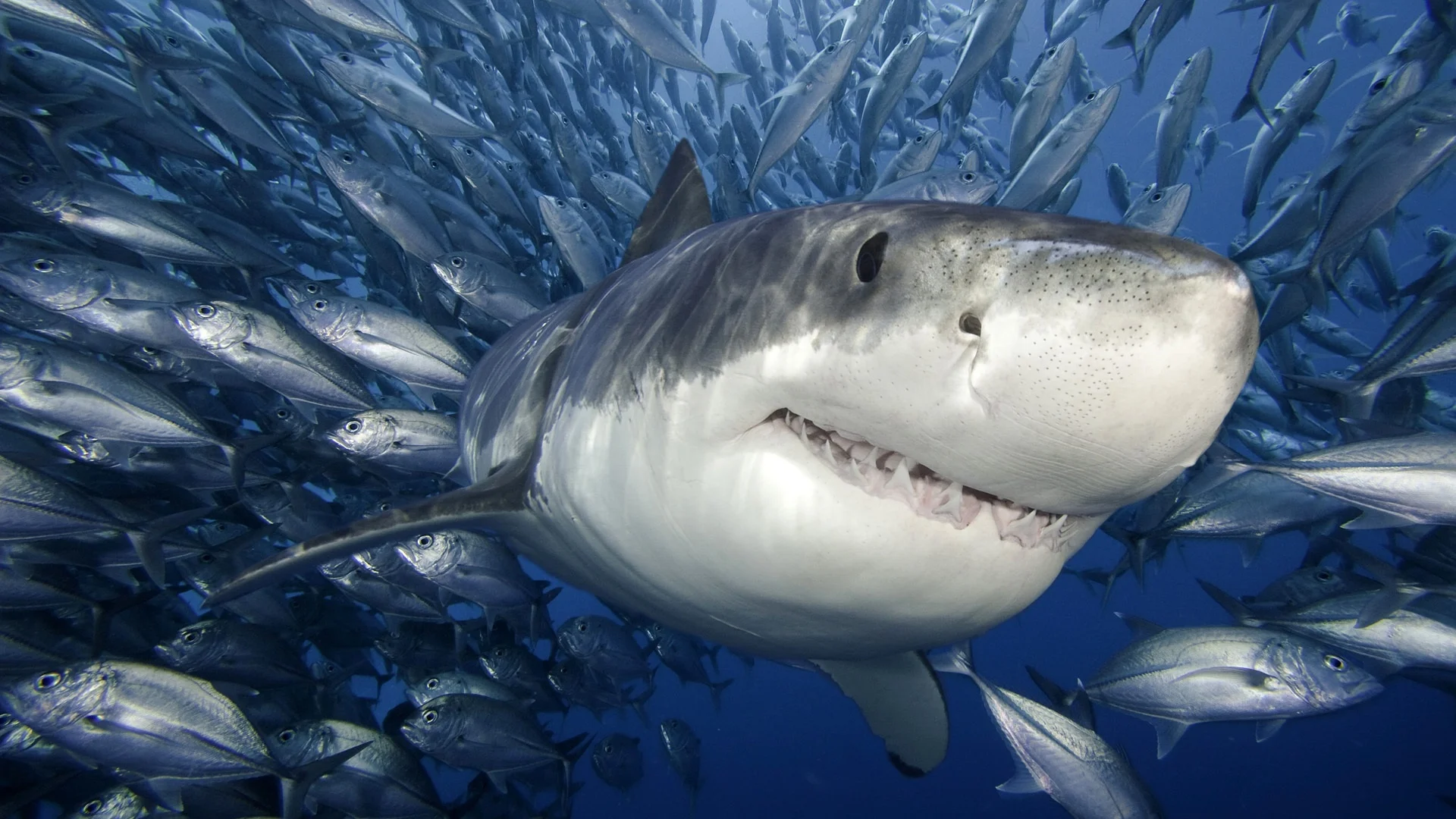 2013-08-06-shark.jpg