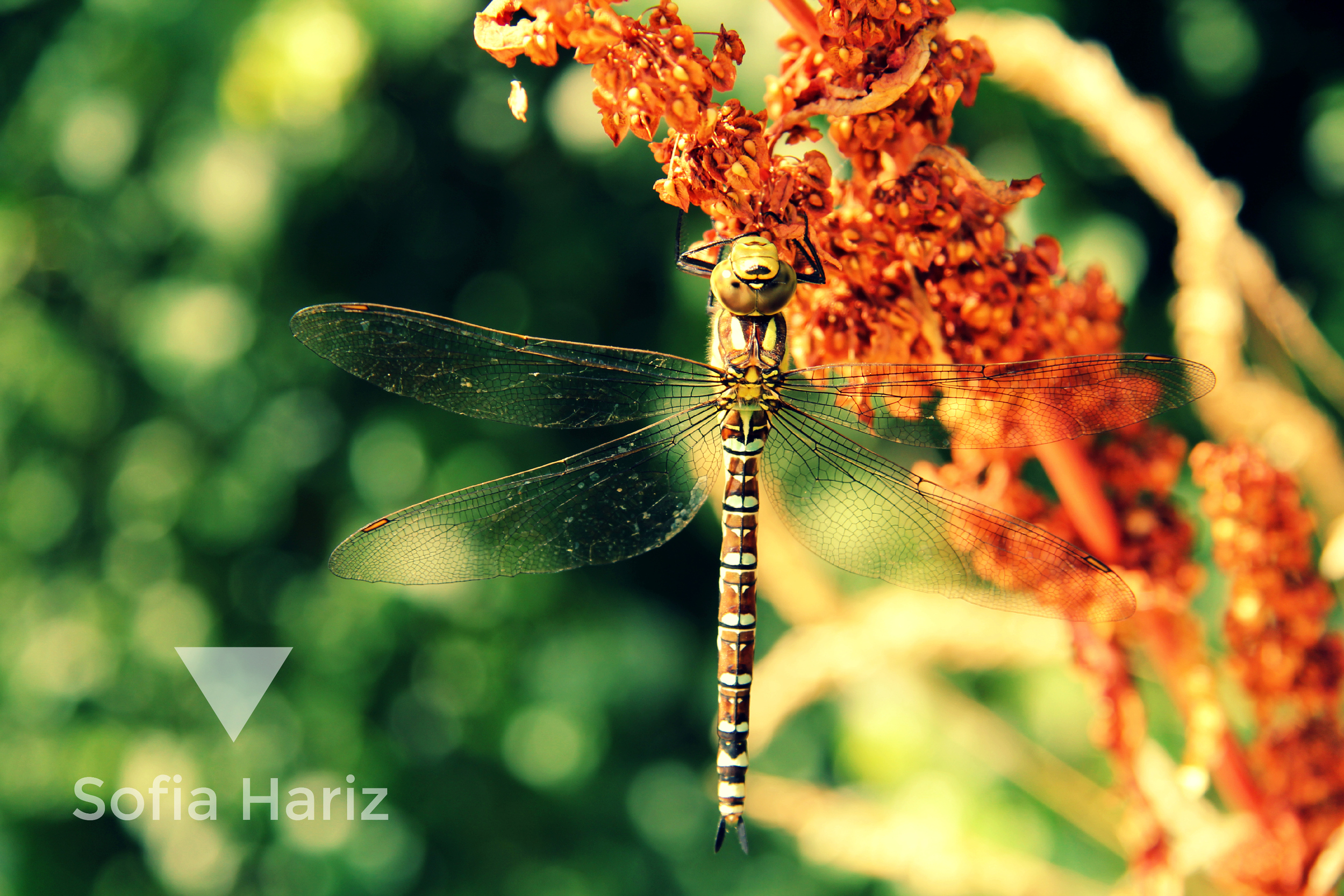 Dragon-fly - Copenhagen, Denmark